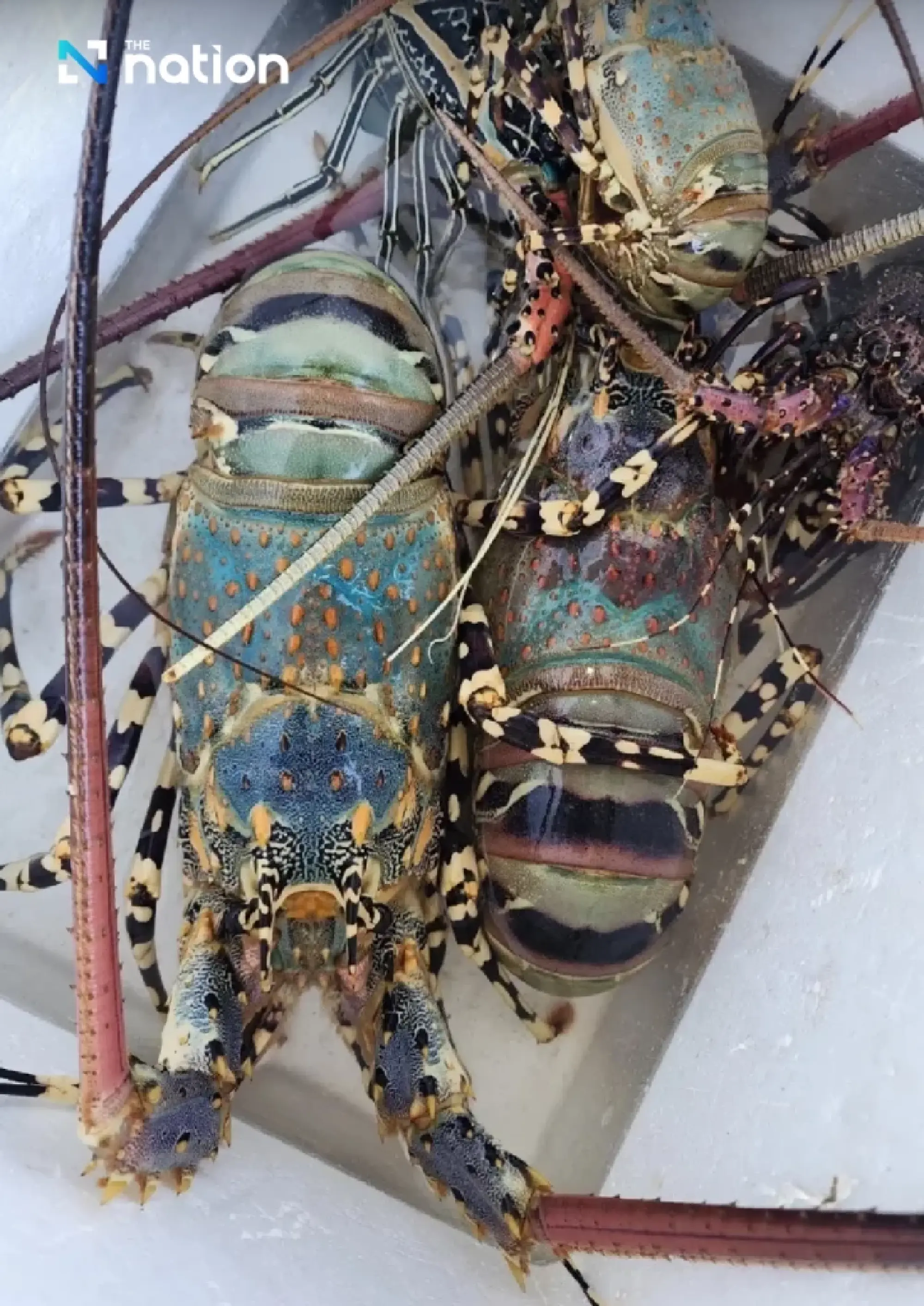 Phuket’s Seven-Coloured Lobster gains GI status, recognised as “Foie Gras of the Sea”