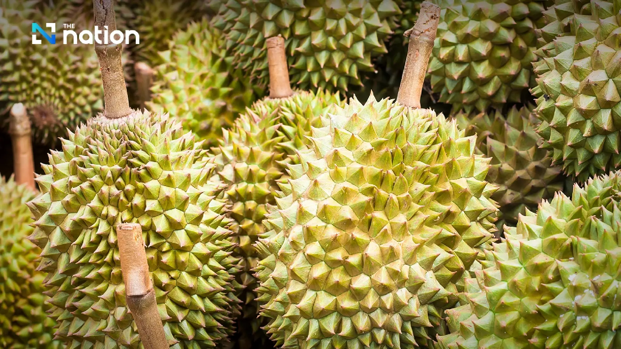 Thailand faces tougher durian export competition in China, ministry warns
