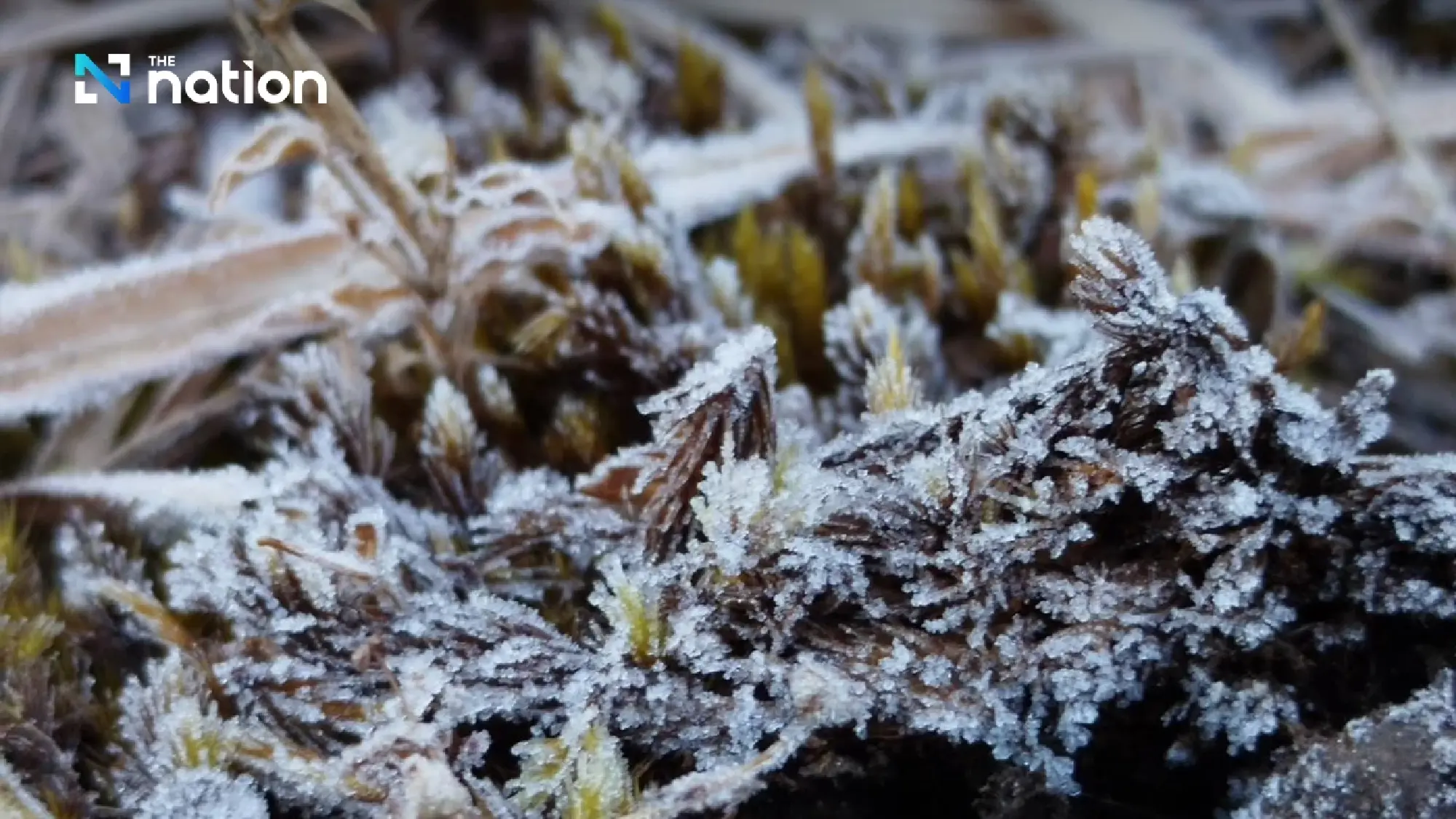 Doi Inthanon treated with hoar frost on New Year morning