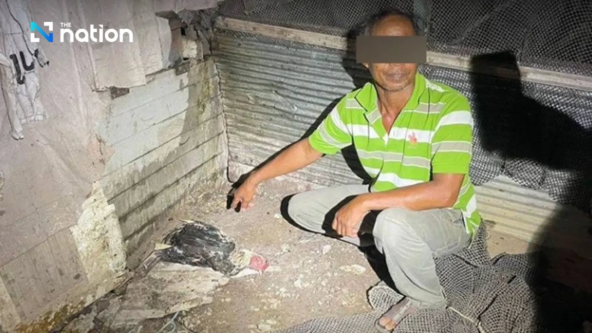 Songkhla police arrest 56-year-old over husky 'Molly' cruelty case