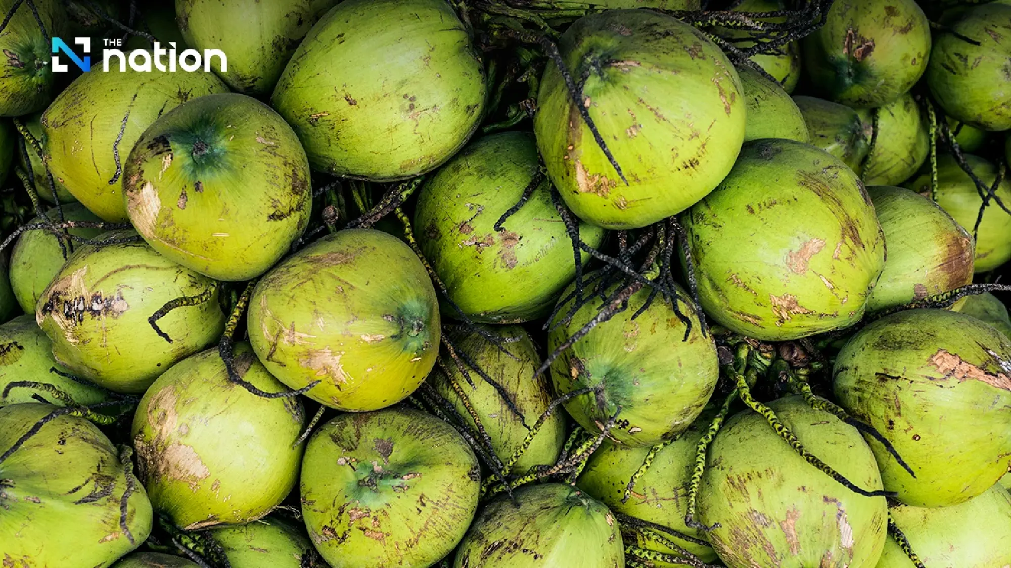 Ratchaburi aromatic coconut wins EU GI status, boosting exports