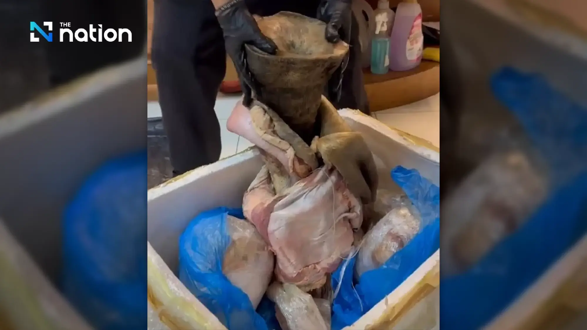 Vietnamese arrested in Bangkok for allegedly smuggling rhino horns to Laos