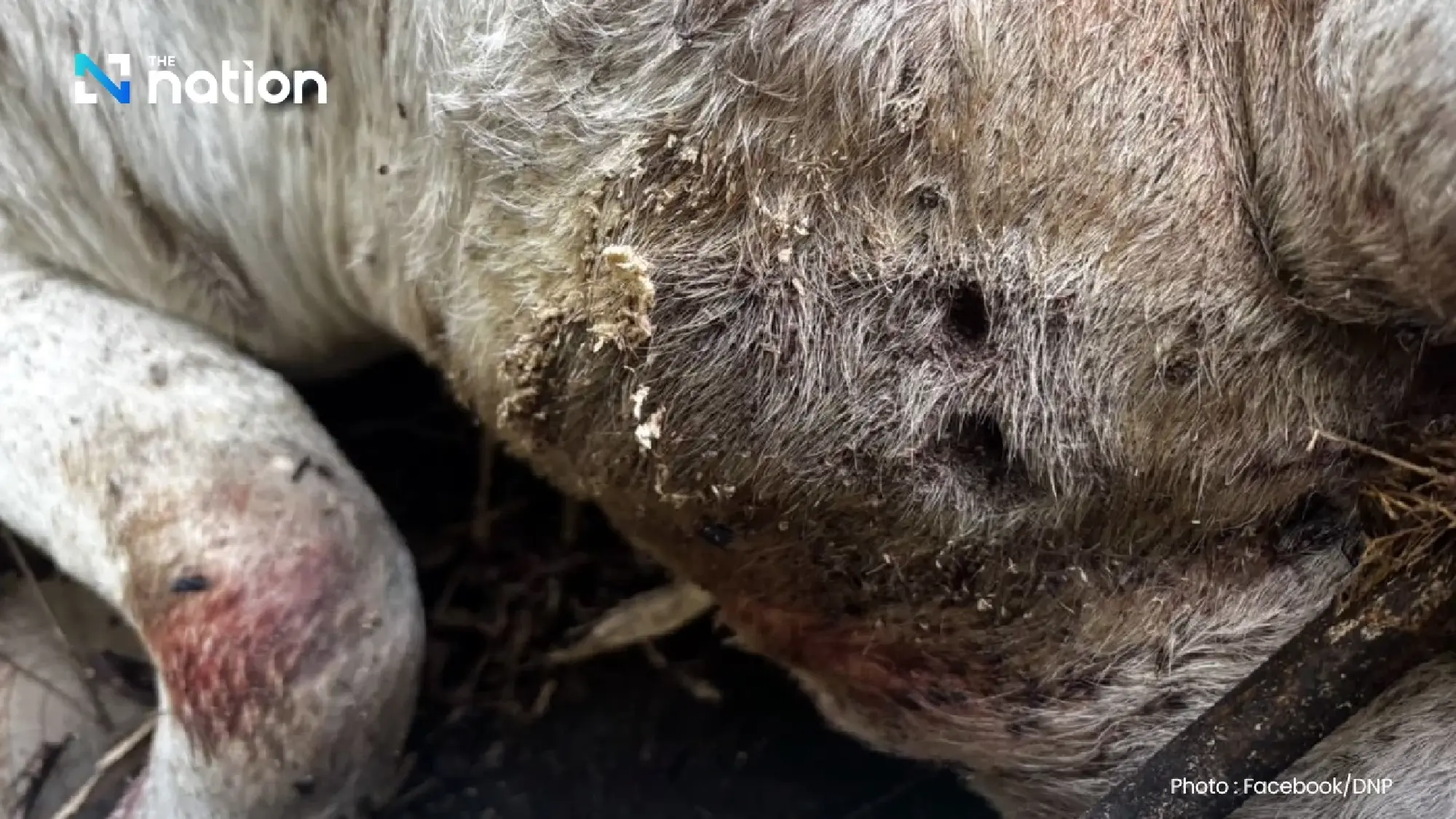 Warning issued in Chiang Mai after tiger kills 3 cows in Doi Inthanon forest