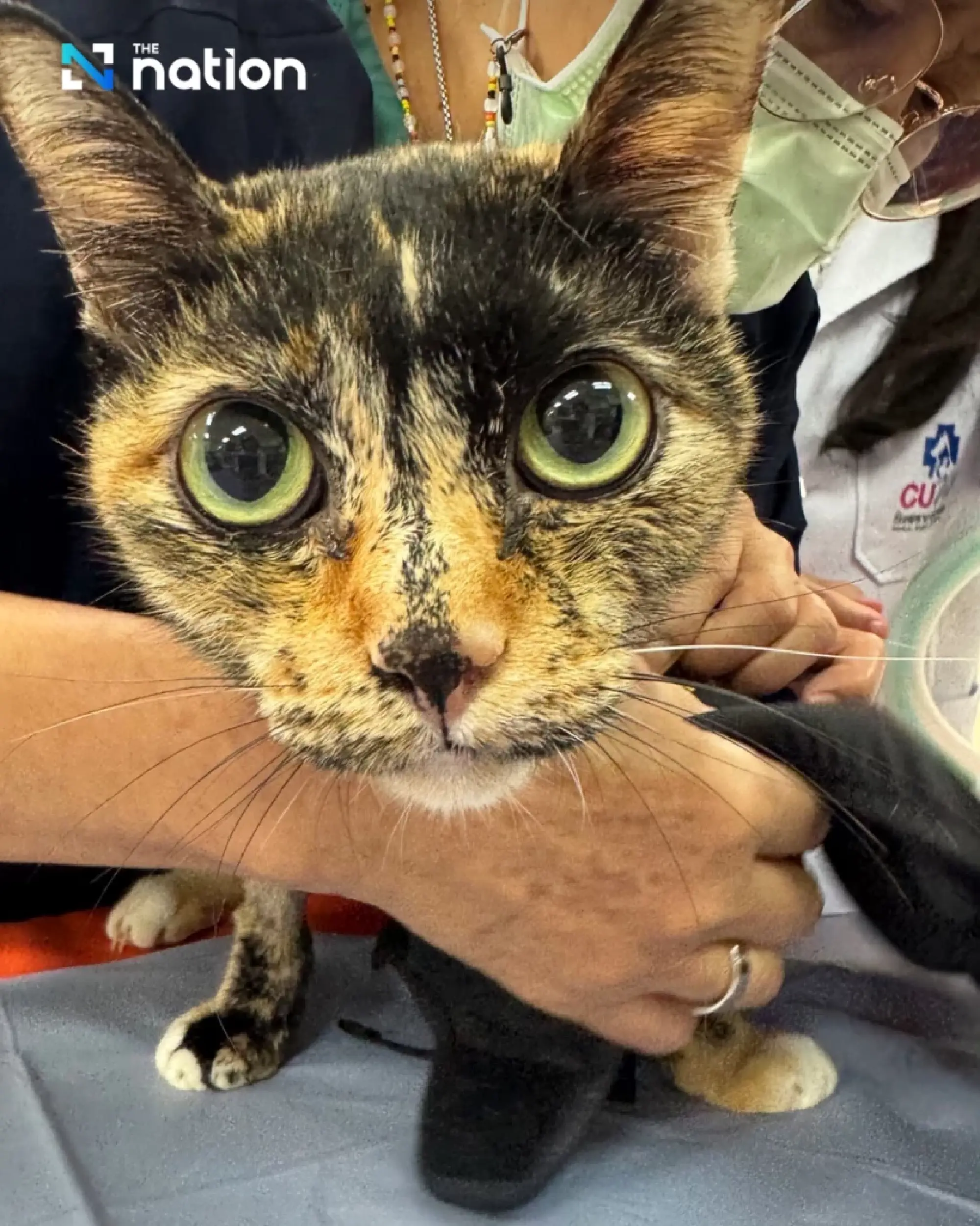 Thai Vets Perform Country's First Feline Pacemaker Implant in Landmark Cardiology Breakthrough