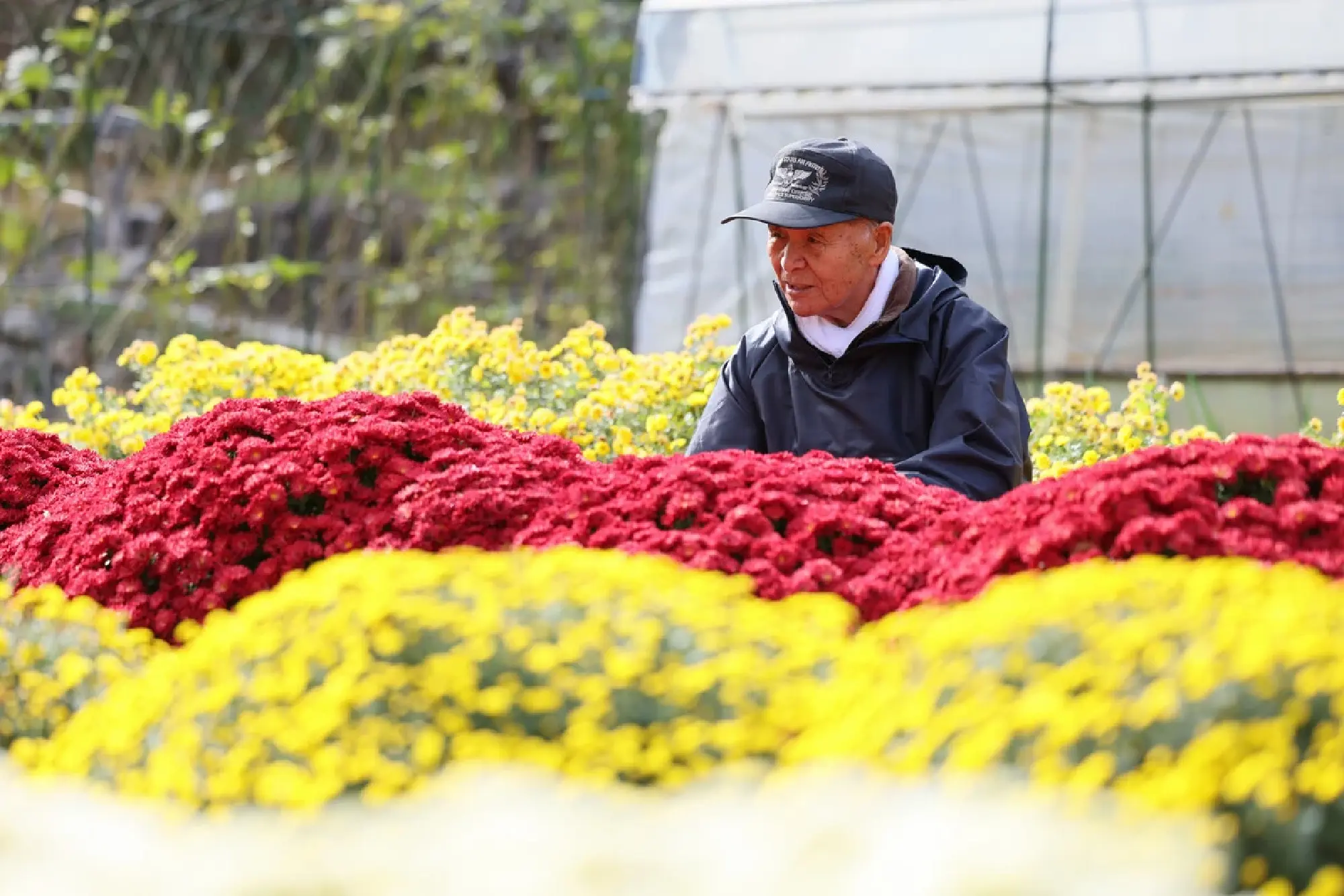 15 years on: Flowers bloom in Tohoku as symbol of resilience
