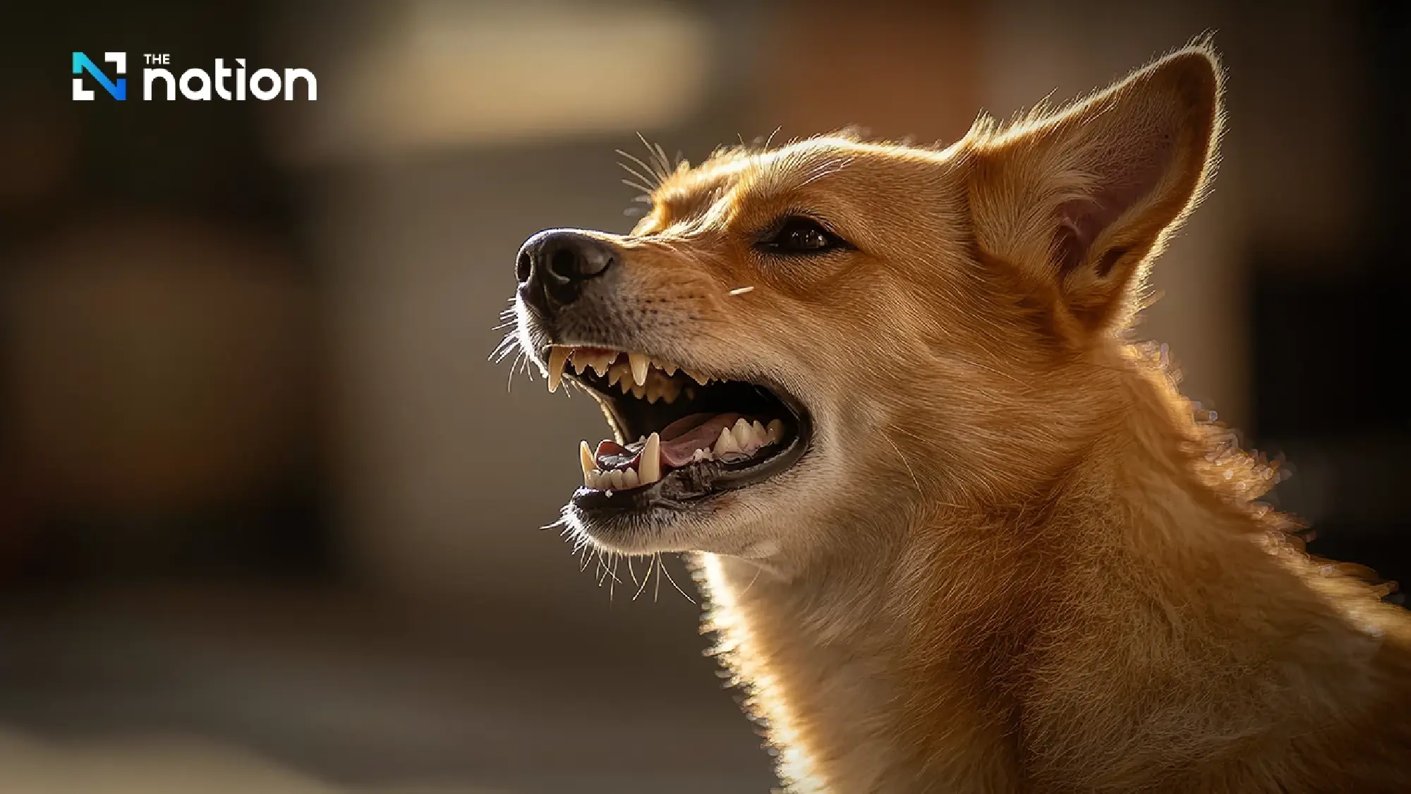 Thailand reports first rabies death of 2026 after man ignores puppy bite