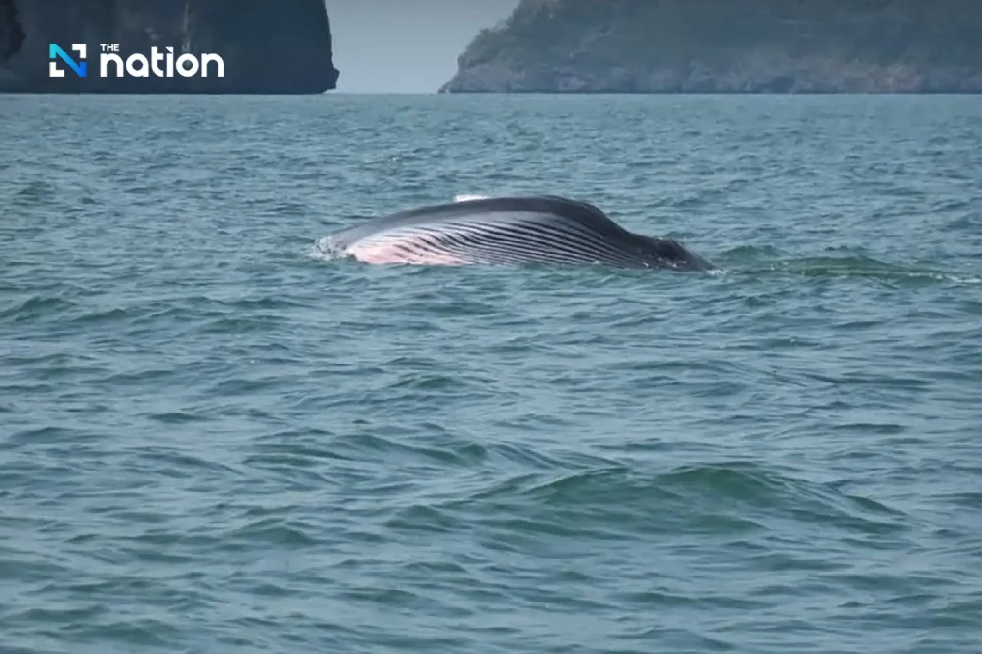 National Parks of Thailand urges action to restore seas on World Whale Day