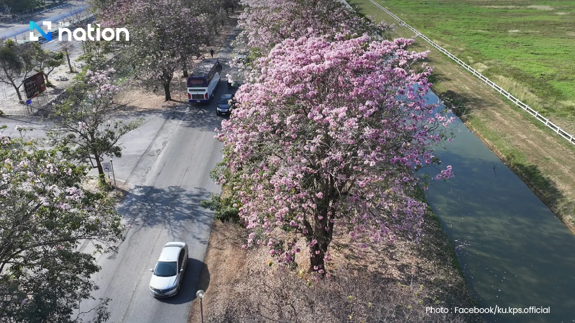Seeing Pink: Kasetsart’s Iconic ‘Thai Sakura’ Road Prepares for 2026 Peak Bloom