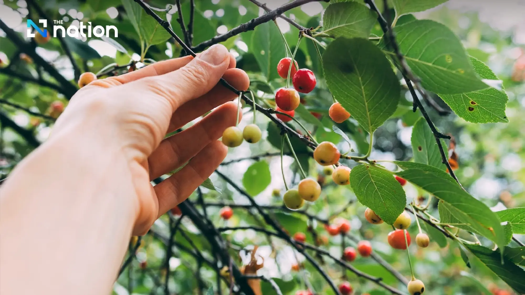 Thailand ranks third globally as 30°C-plus days rise by 75, threatening coffee