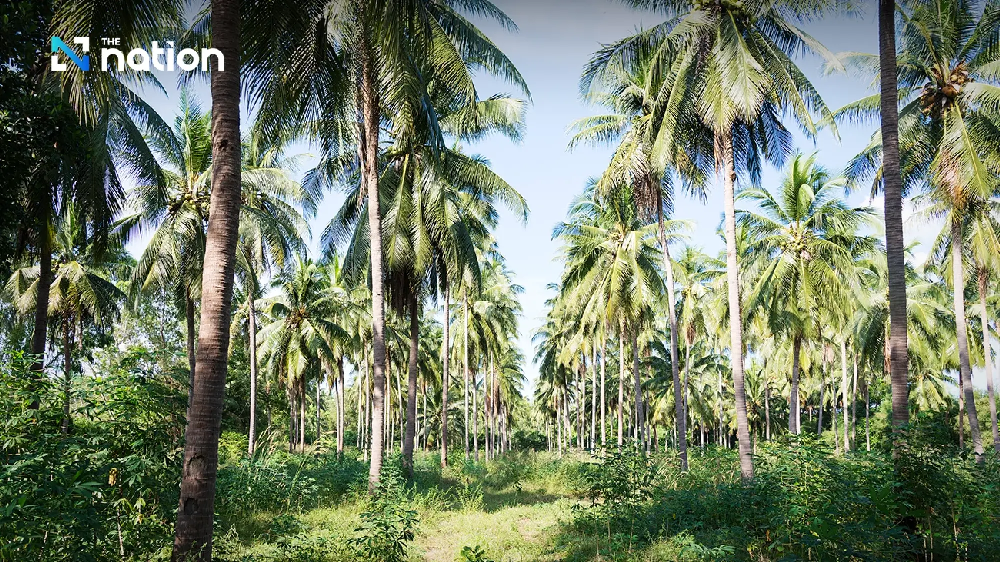 Thai Aromatic Coconut Industry on Brink of Collapse as Prices Plummet to 1 Baht