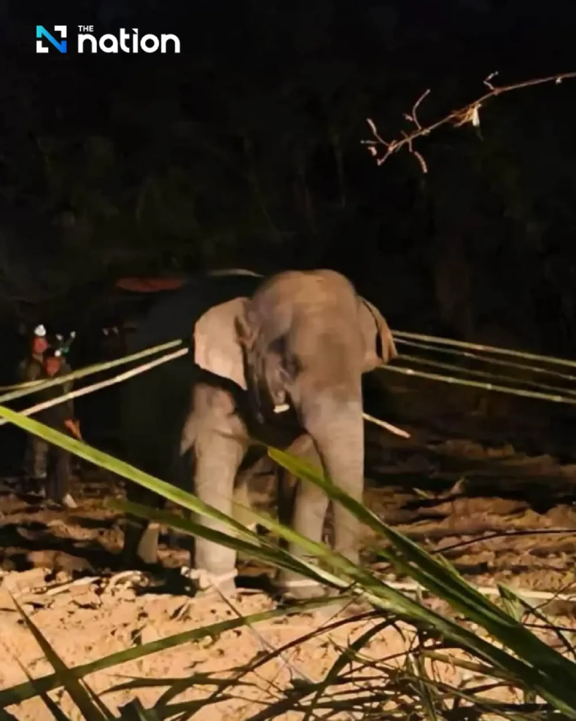 Wild elephant ‘Sido Hoo-pub’ dies in relocation; DNP cites airway blockage, stress