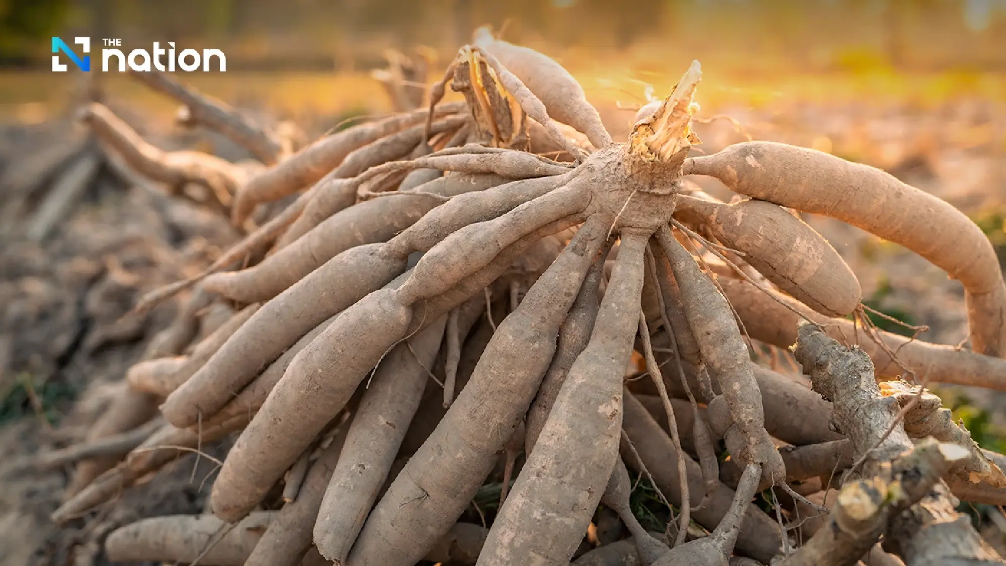 Thailand to Pivot Towards Japan in Major 2026 Cassava Export Drive
