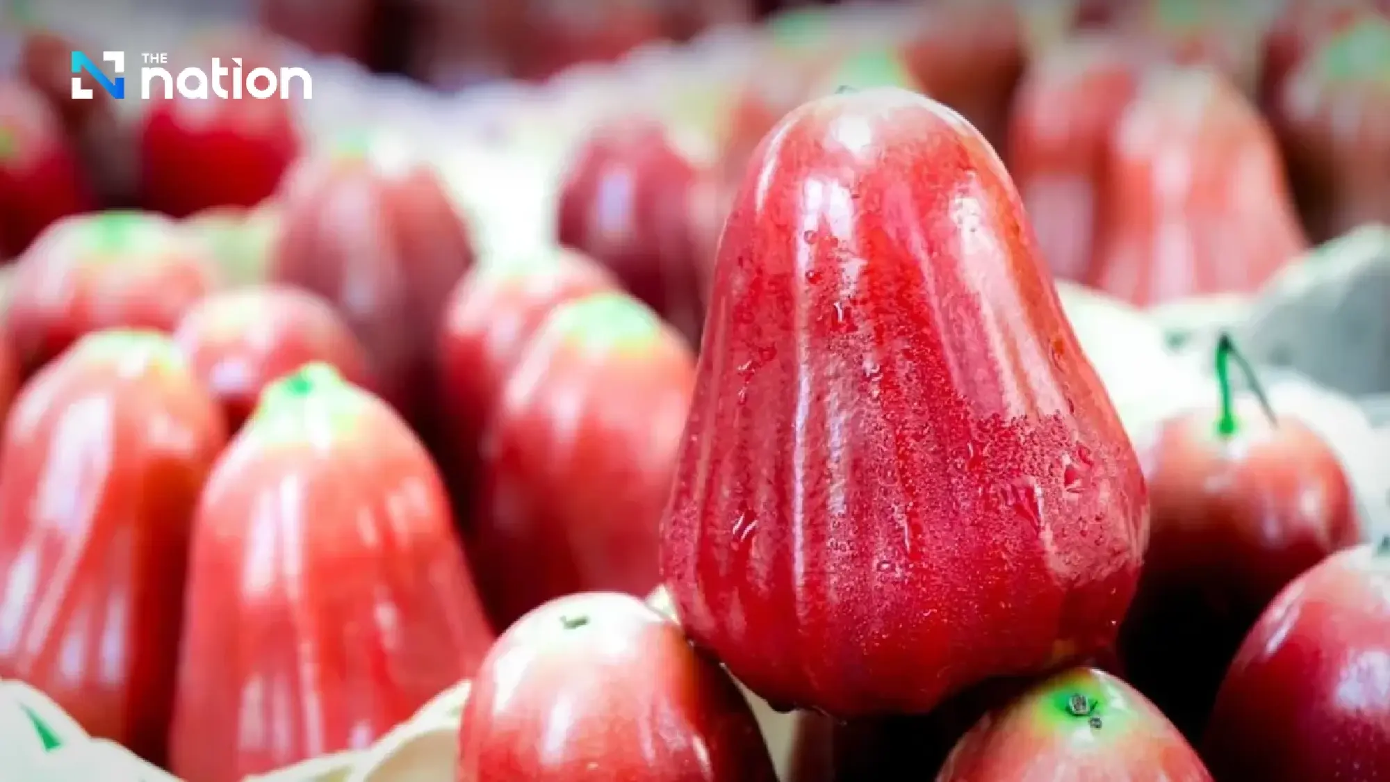 Ministry of Commerce registers Sa Kaeo's Khlong Hat Rose Apple as GI product