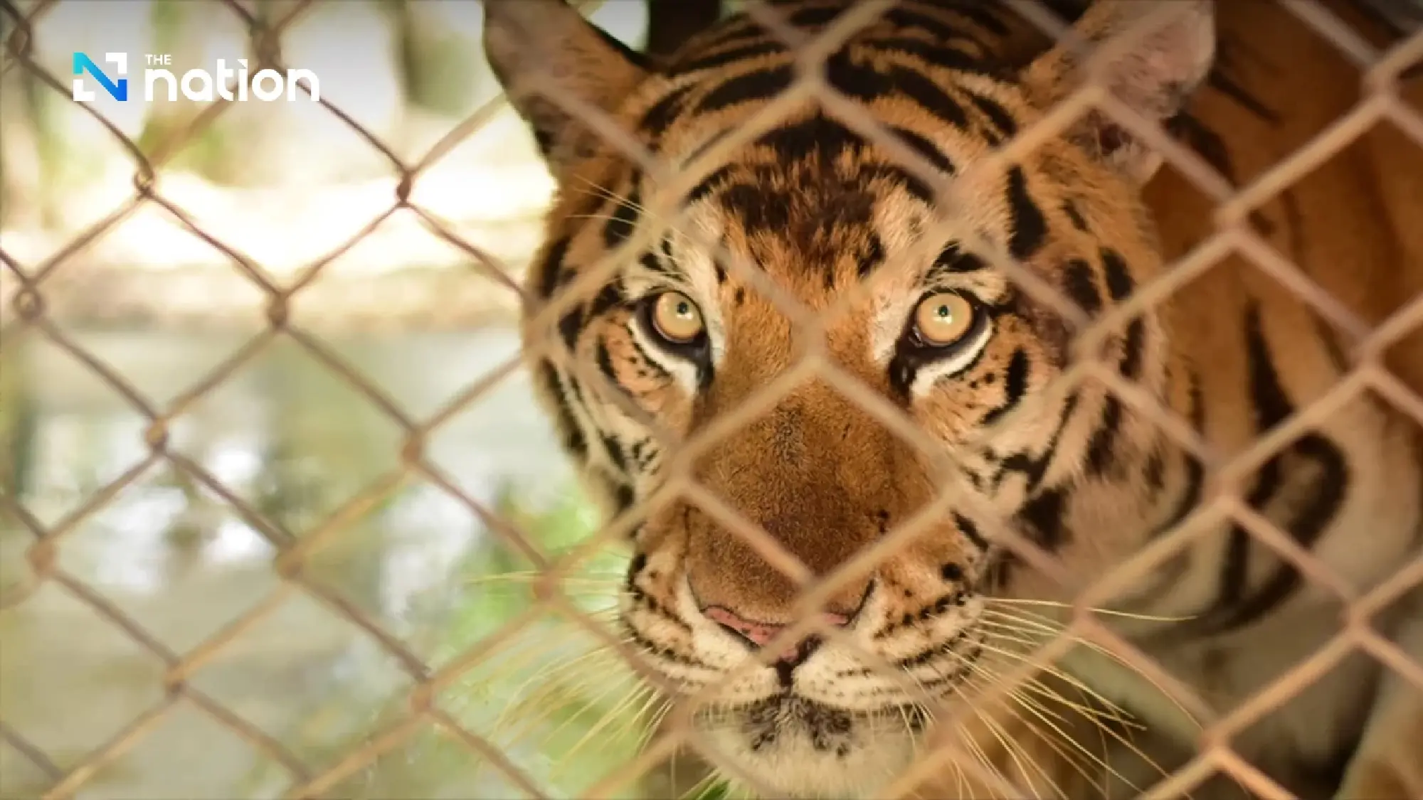 Probe underway after 72 tigers die at Chiang Mai tiger parks