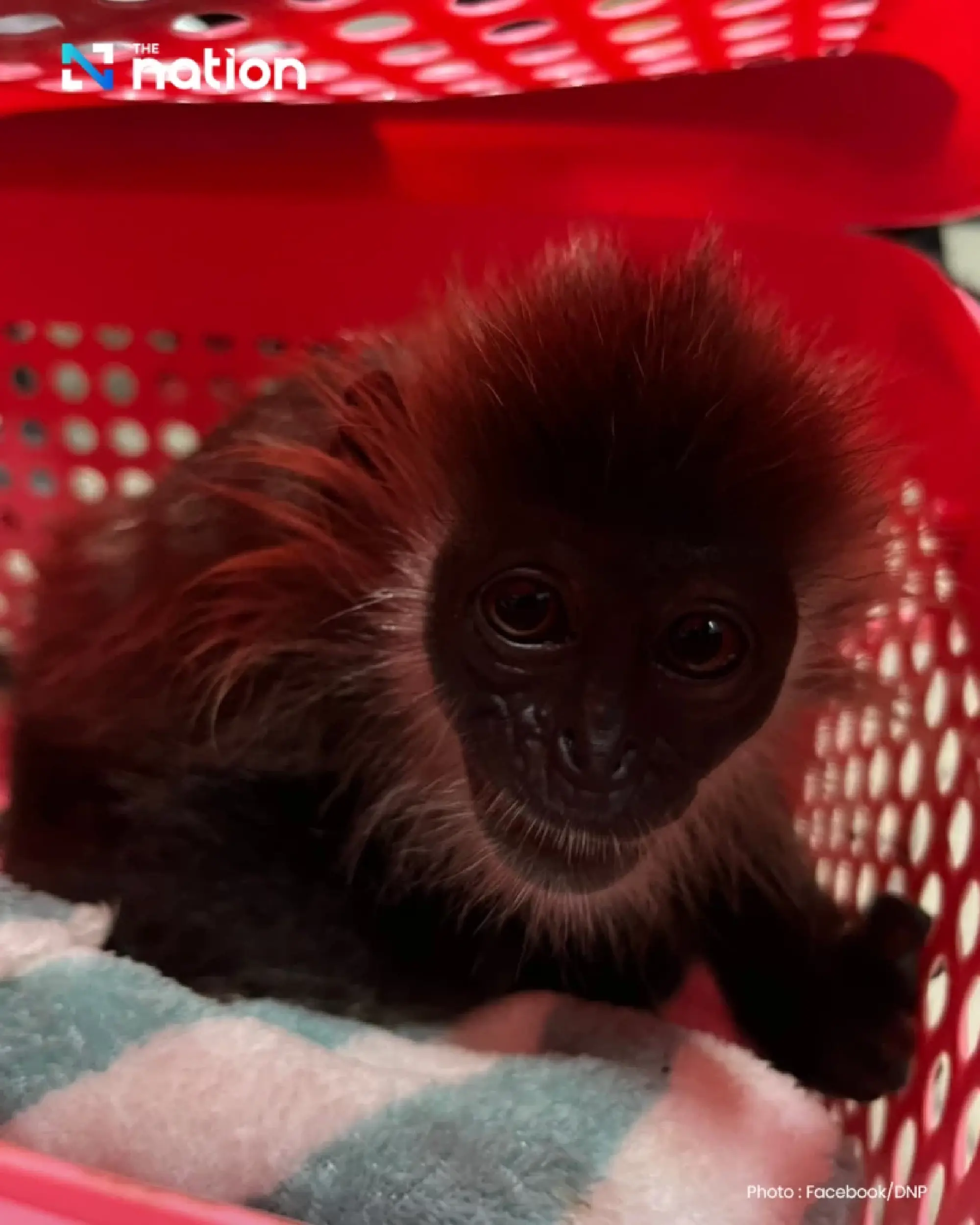 Authorities Thwart Wildlife Smuggling Attempt at Suvarnabhumi Airport