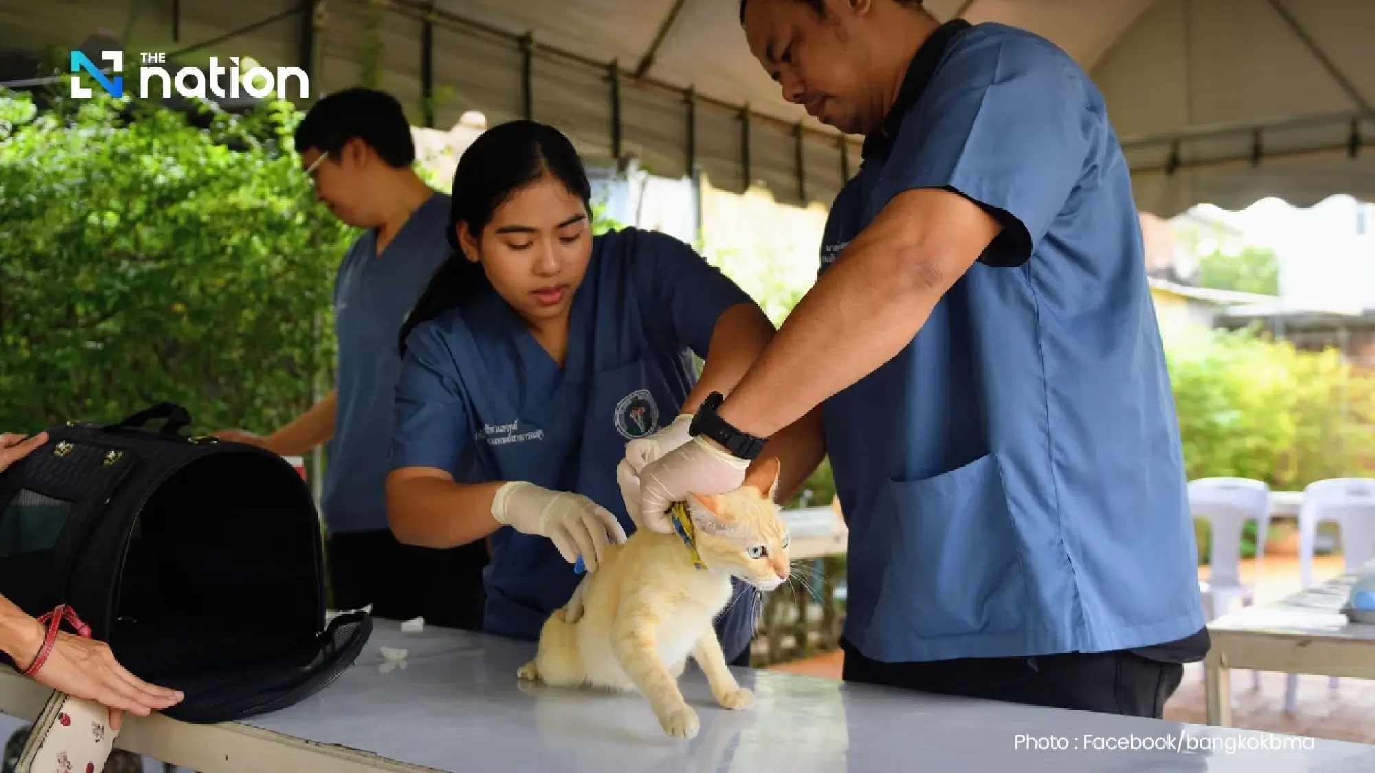 Bangkok to offer free pet microchipping, registration from February 14 via QueQ app