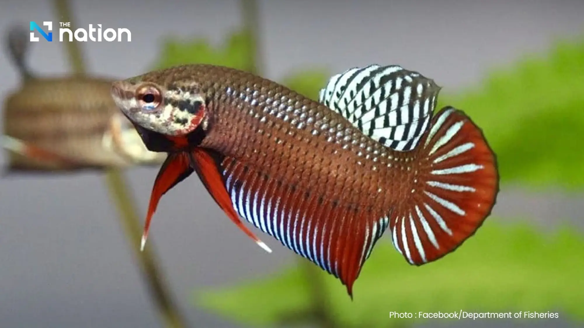 New standards and judging rules aim to elevate Thai betta fish worldwide