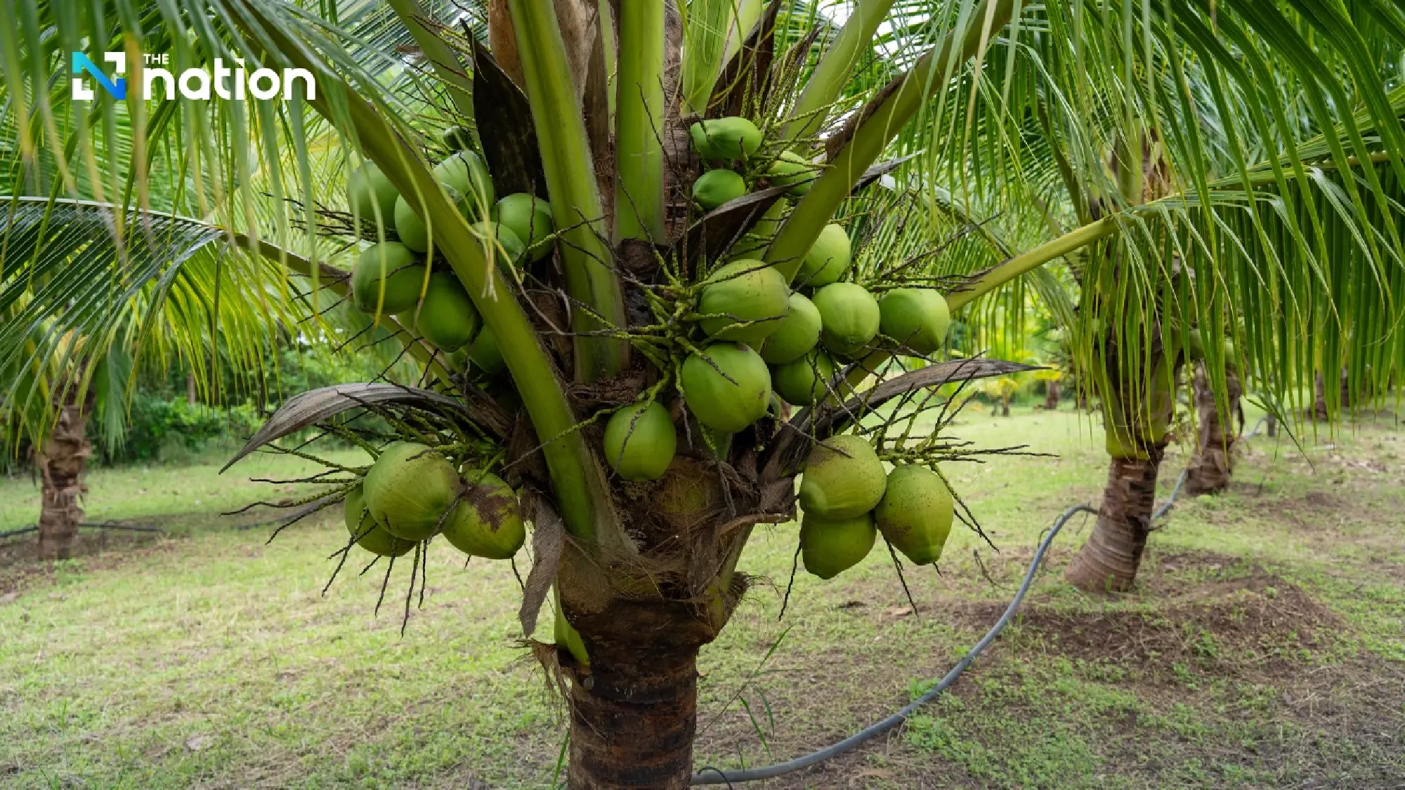 Nam Hom coconut prices fall; Suphajee orders action, nominee checks, export push