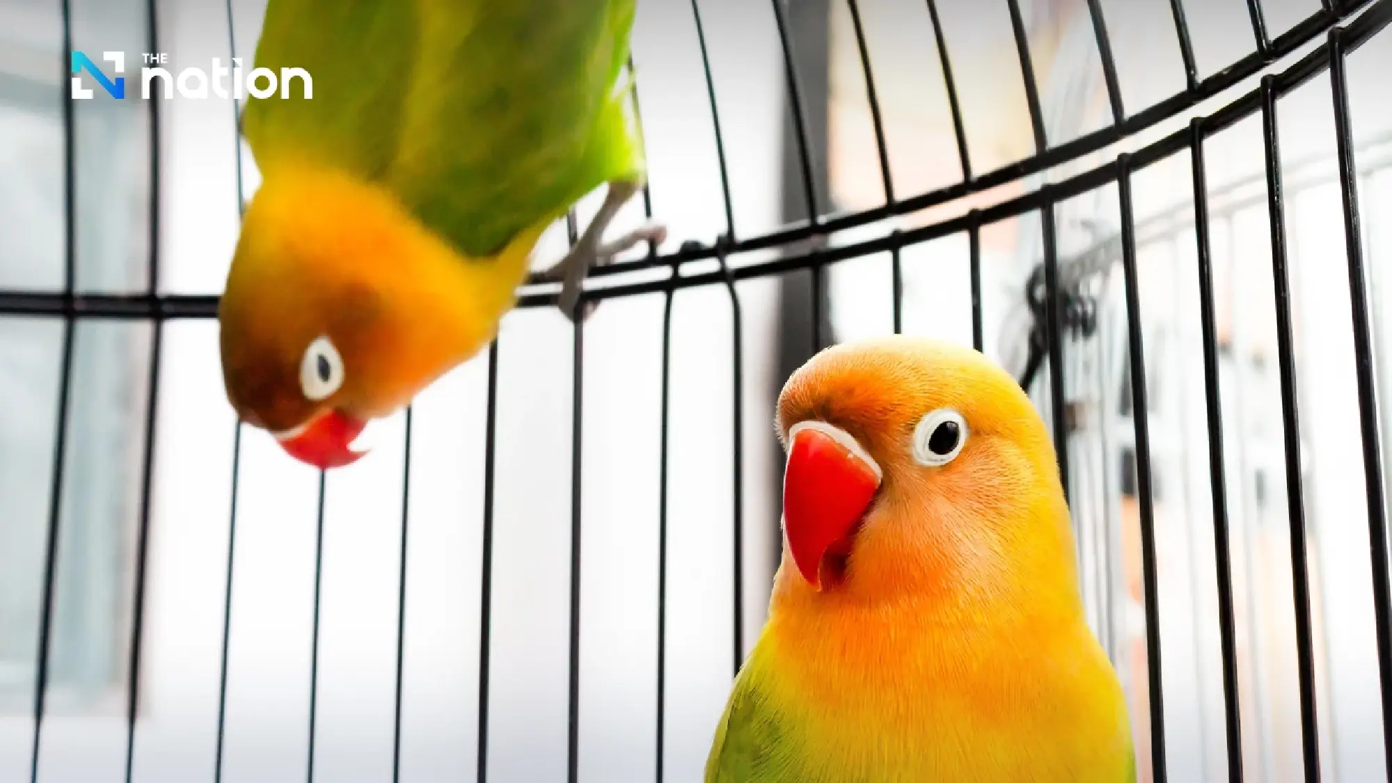 Thailand confirms first parrot fever case and urges caution among bird owners