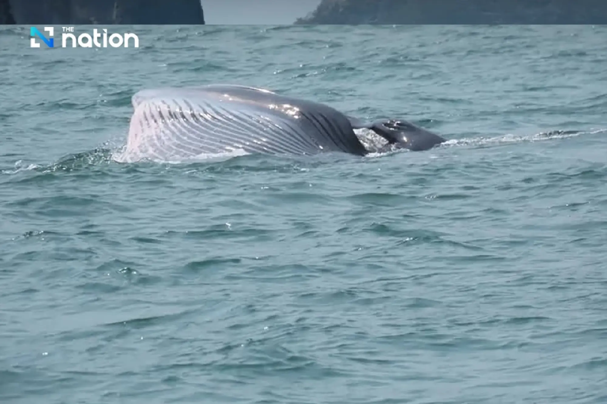 National Parks of Thailand urges action to restore seas on World Whale Day