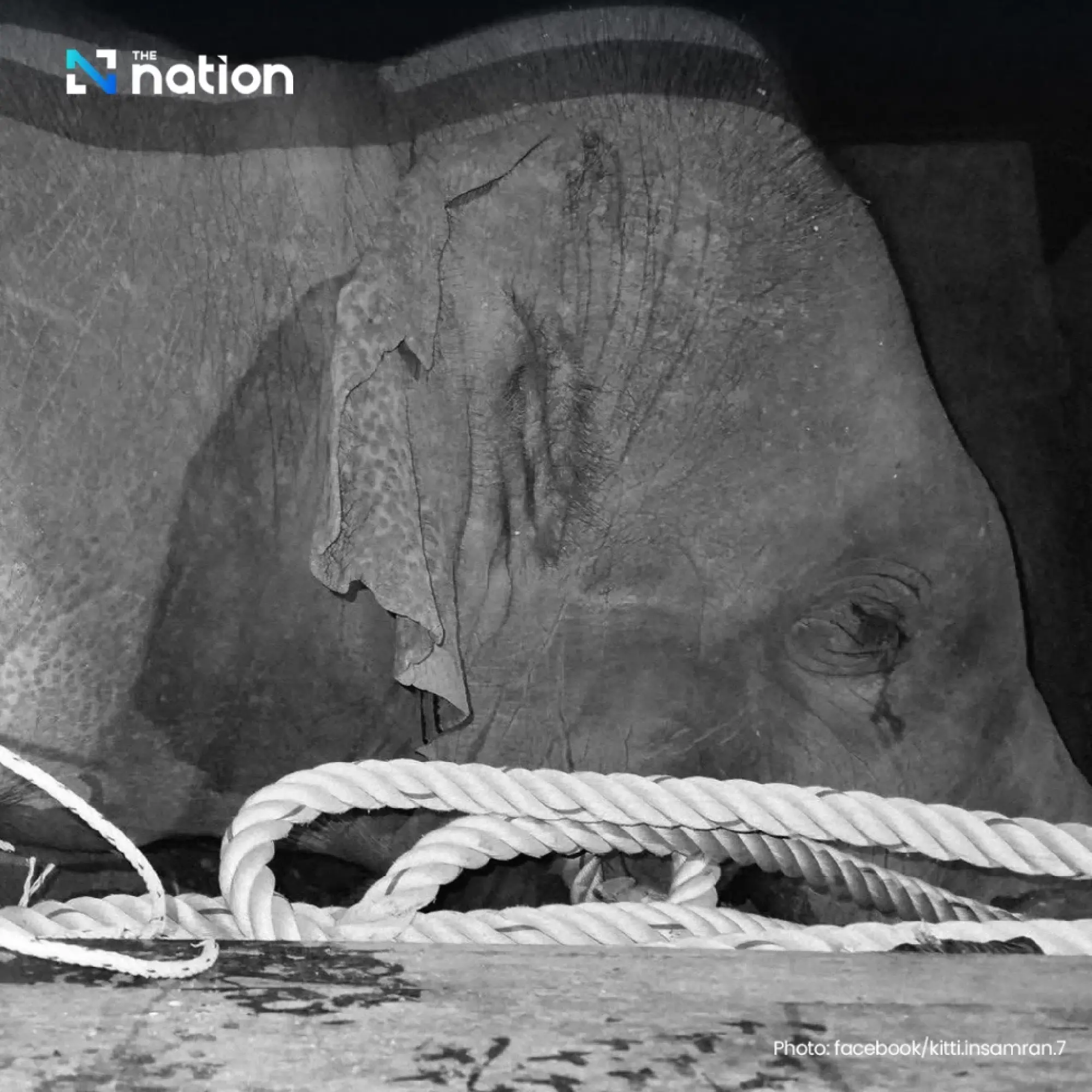 Tragic End to Elephant Relocation: ‘Sido Hoo-pub’ Dies En Route to Sanctuary