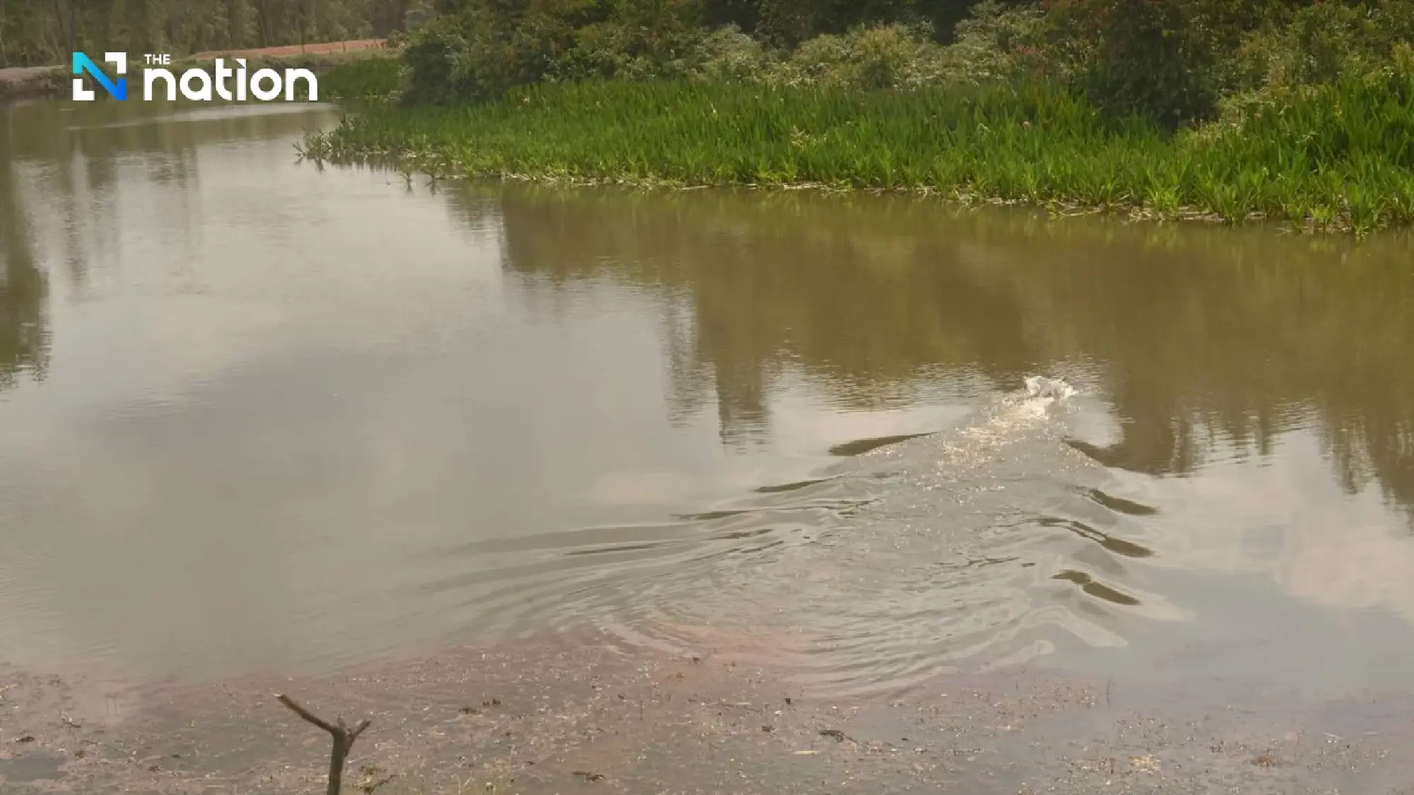 'Extinct' No More: Predatory Legend Rediscovered in Southern Thailand’s Peatlands
