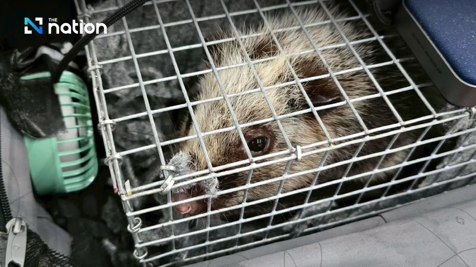 Transnational Wildlife Smuggling Ring Foiled at Suvarnabhumi Airport