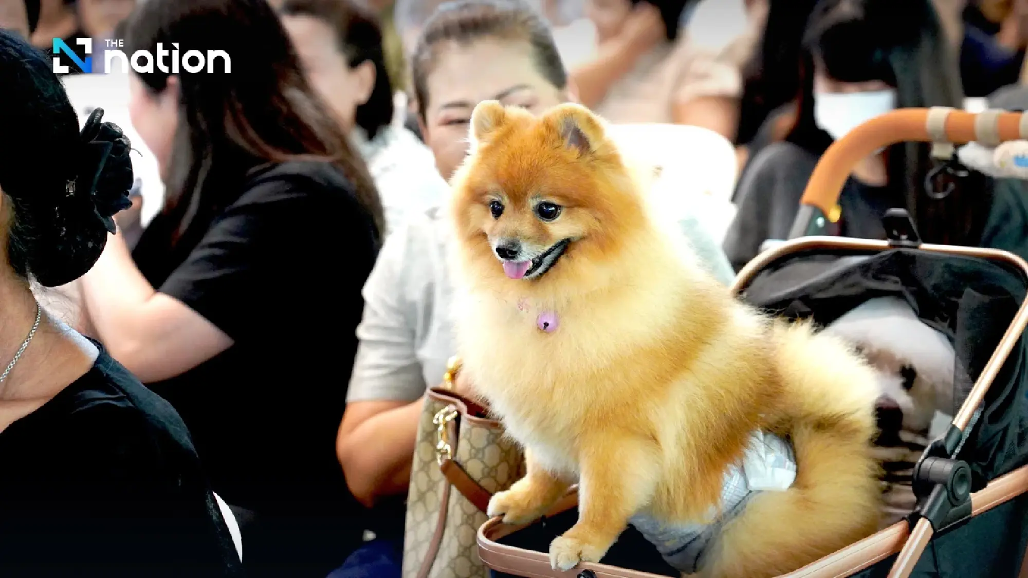 Final Gift of Love: How Donated Pets Become Teachers for the Next Generation of Vets