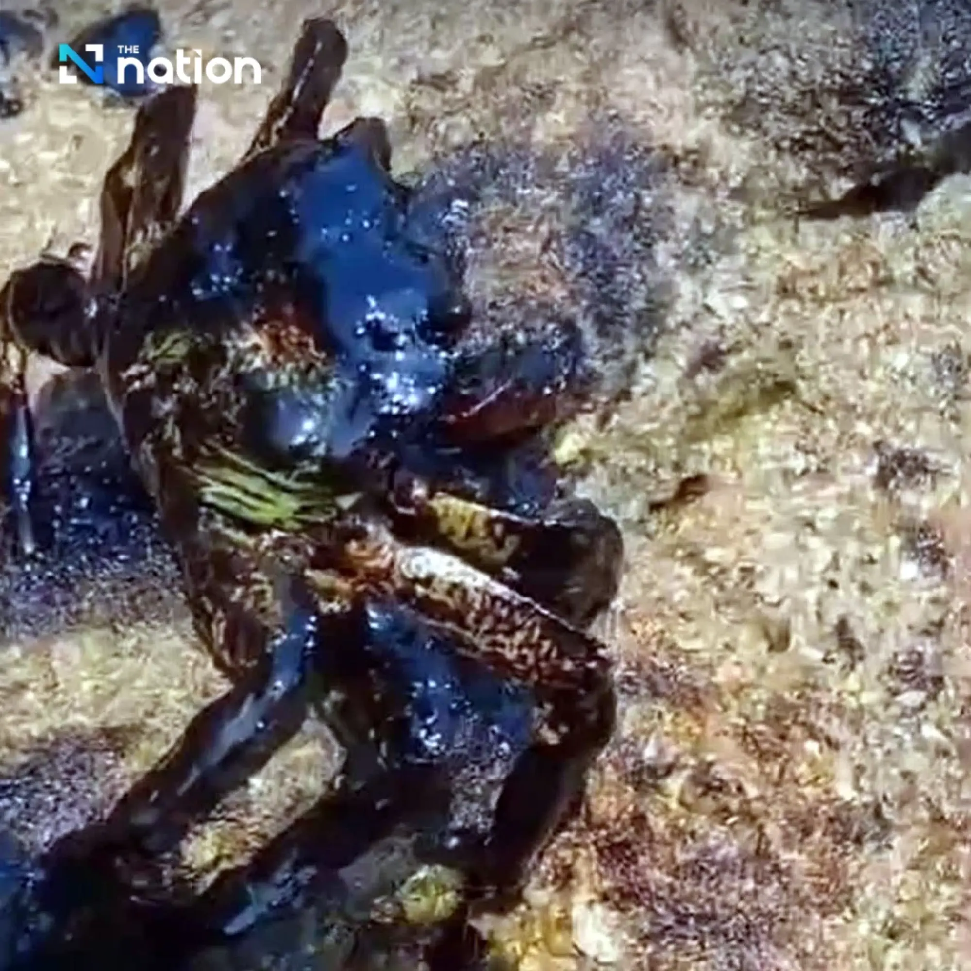 Fears grow as oil slick from sunken cargo ship threatens marine life and Phuket tourism