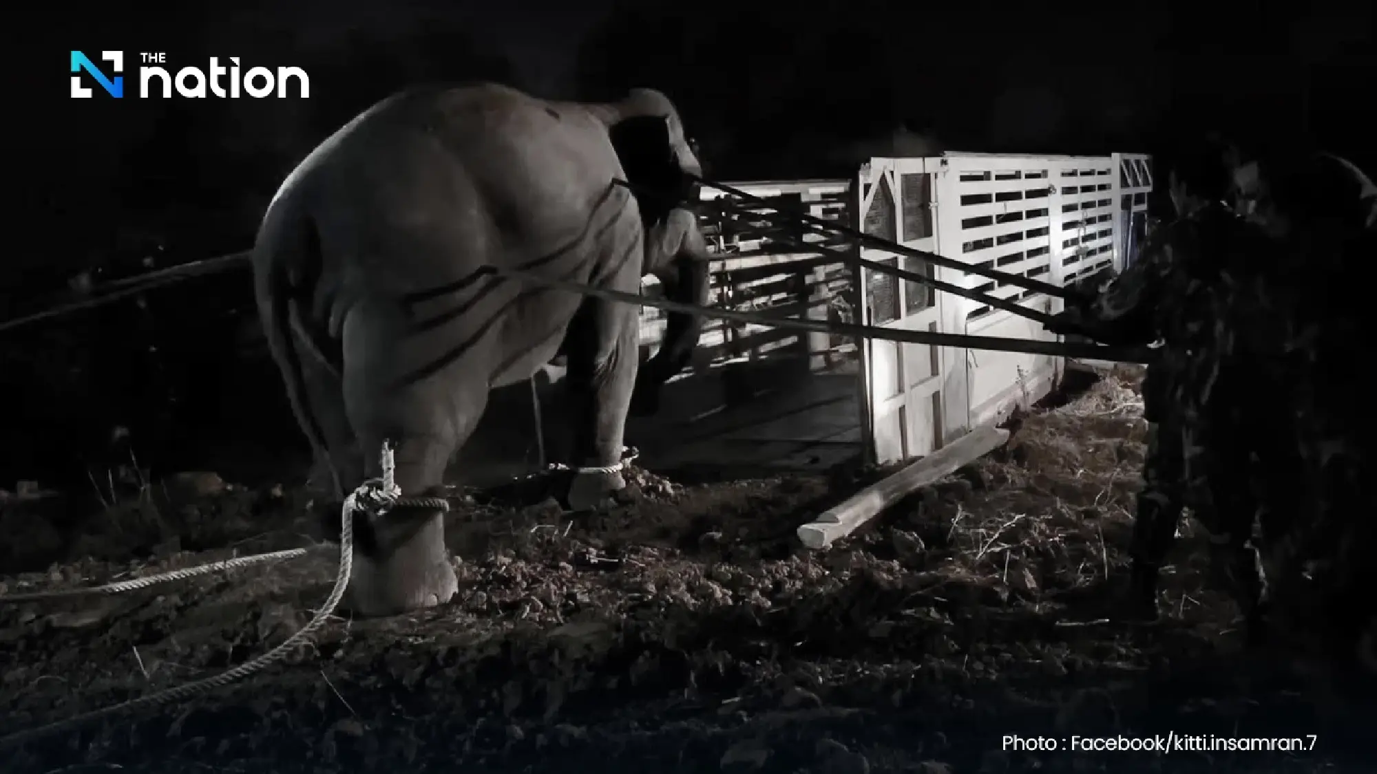 Wild elephant ‘Sido Hoo-pub’ dies in relocation; DNP cites airway blockage, stress