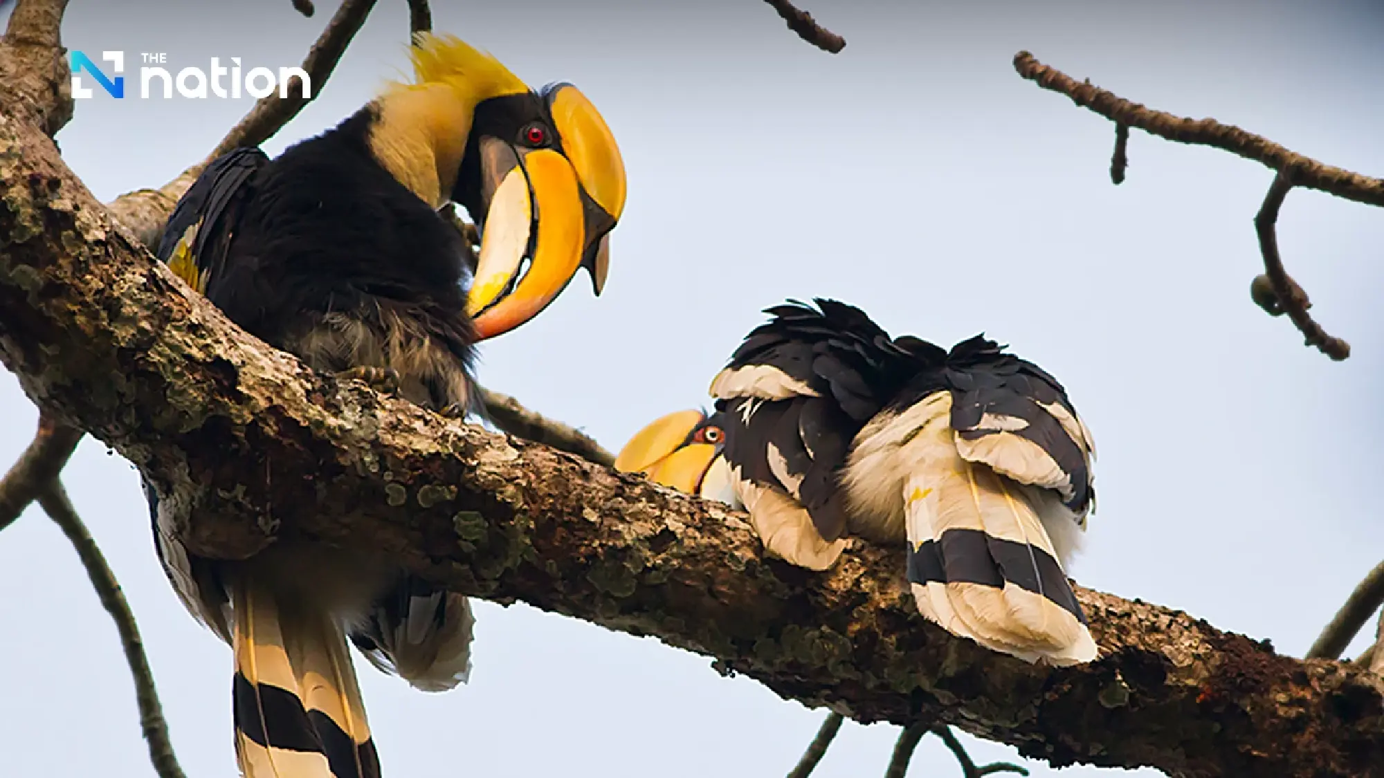 13 February: Love Hornbill Day – A symbol of true love and commitment
