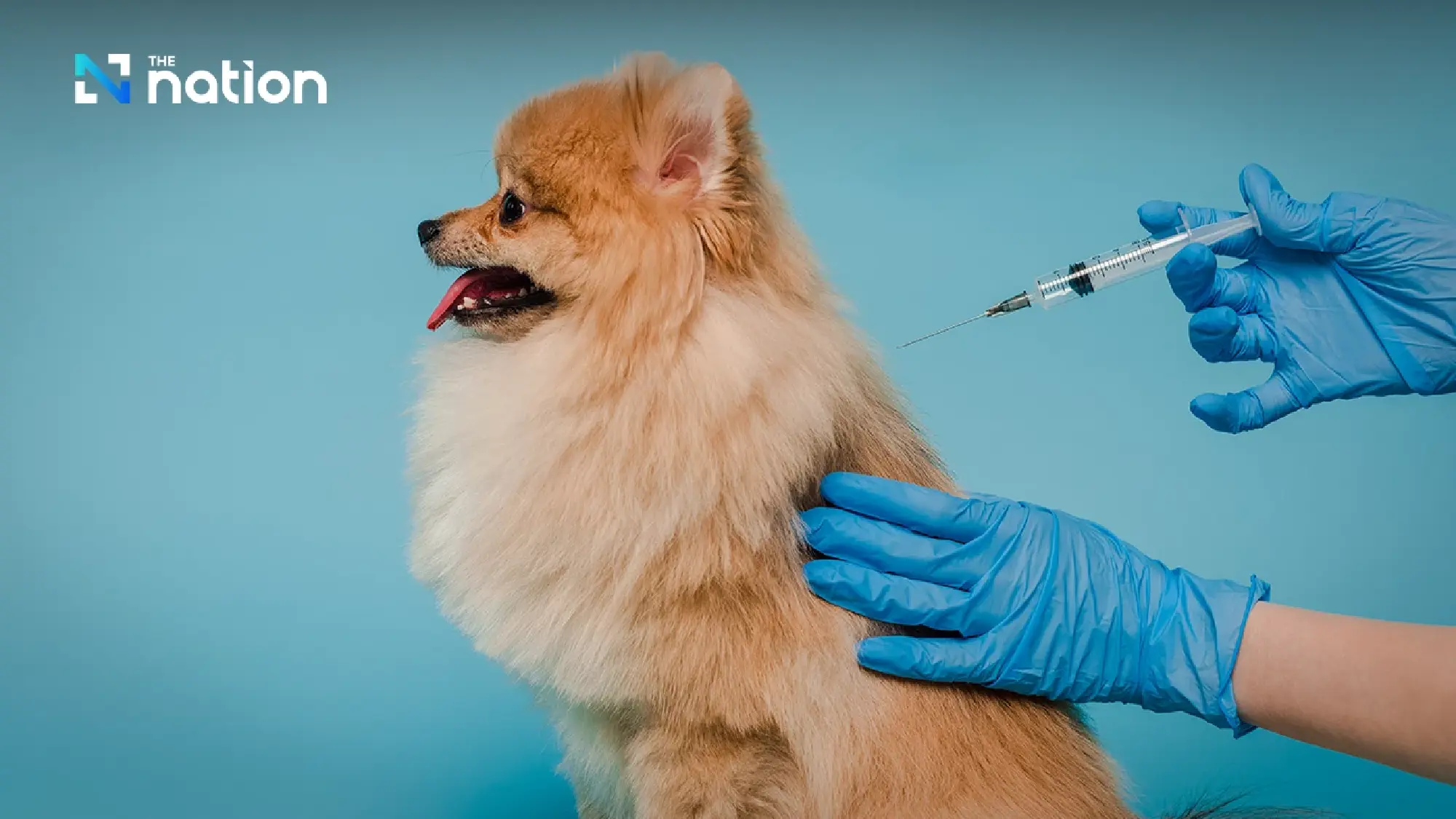 Thailand reports first rabies death of 2026 after man ignores puppy bite