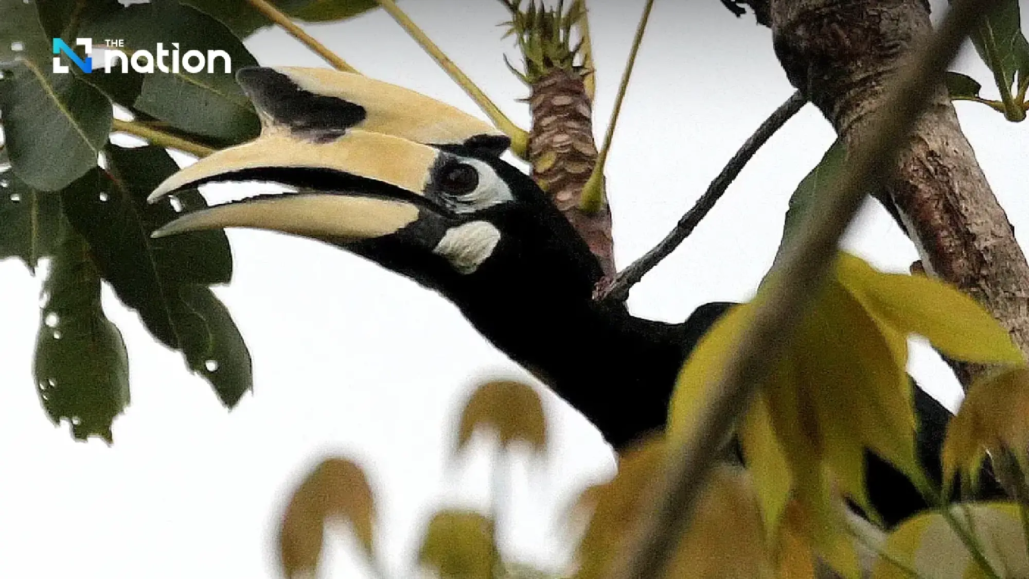 13 February: Love Hornbill Day – A symbol of true love and commitment