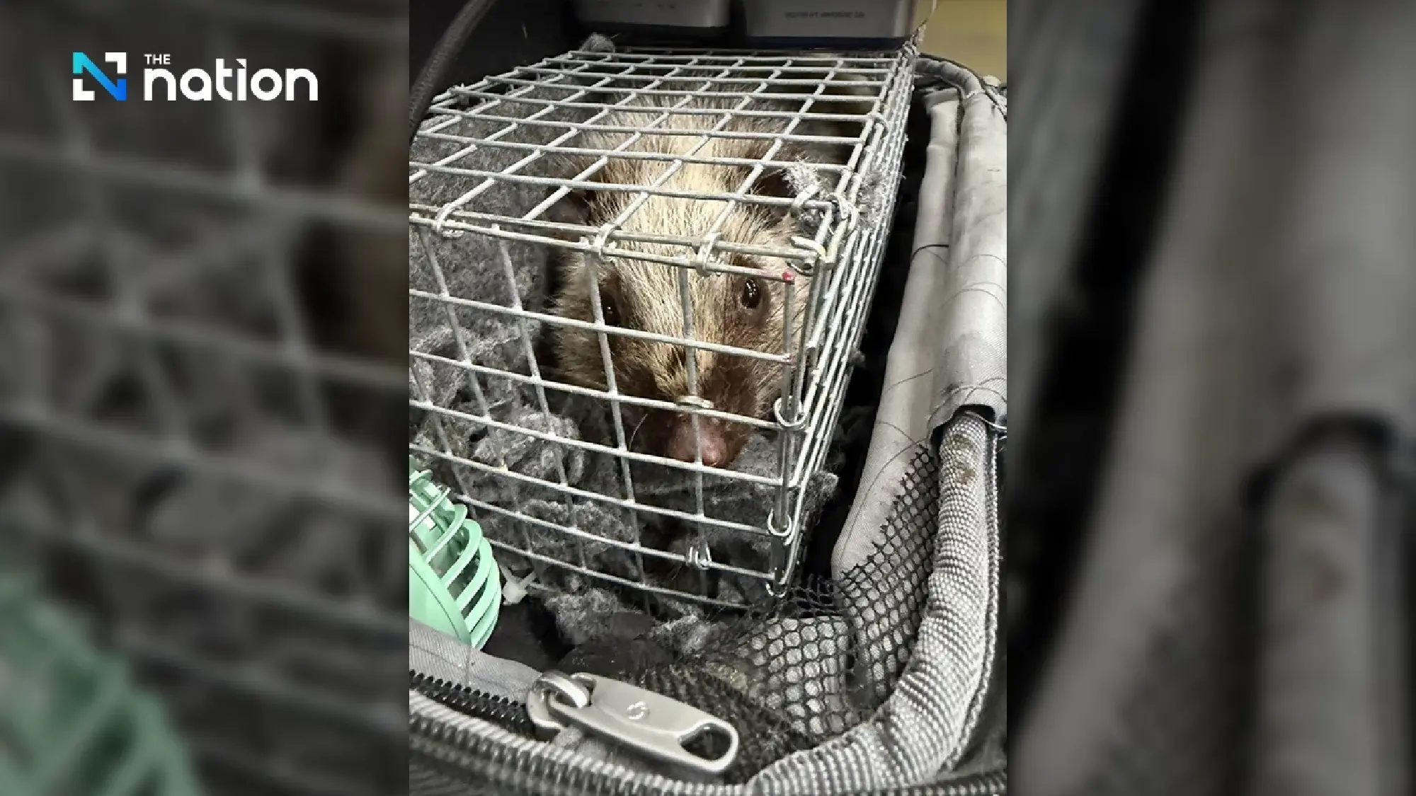 Transnational Wildlife Smuggling Ring Foiled at Suvarnabhumi Airport