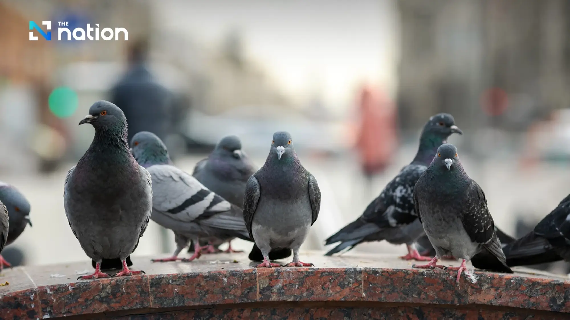 Thailand confirms first parrot fever case and urges caution among bird owners