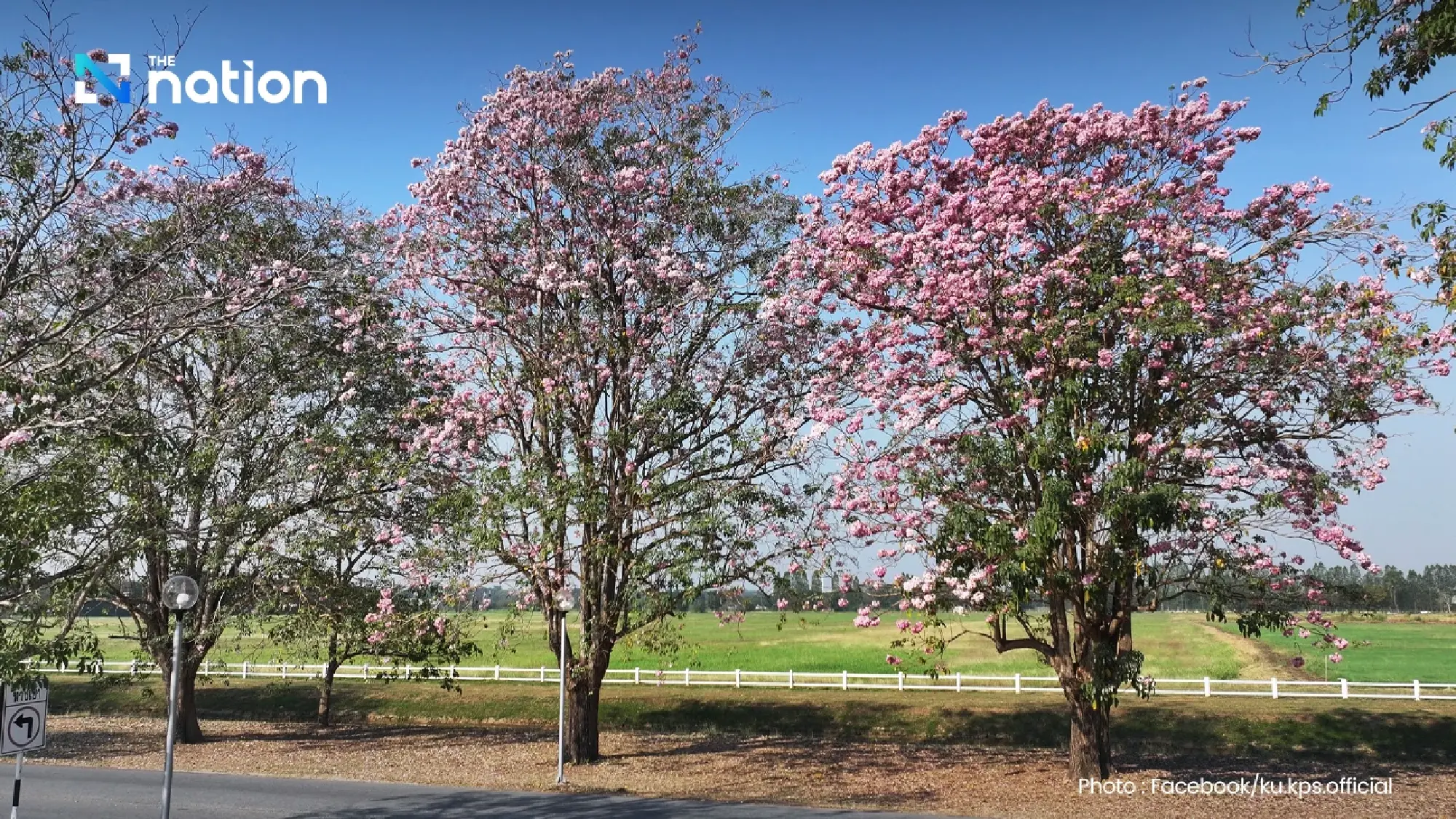 Seeing Pink: Kasetsart’s Iconic ‘Thai Sakura’ Road Prepares for 2026 Peak Bloom