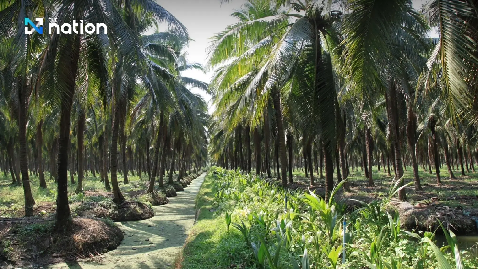 Ratchaburi aromatic coconut wins EU GI status, boosting exports