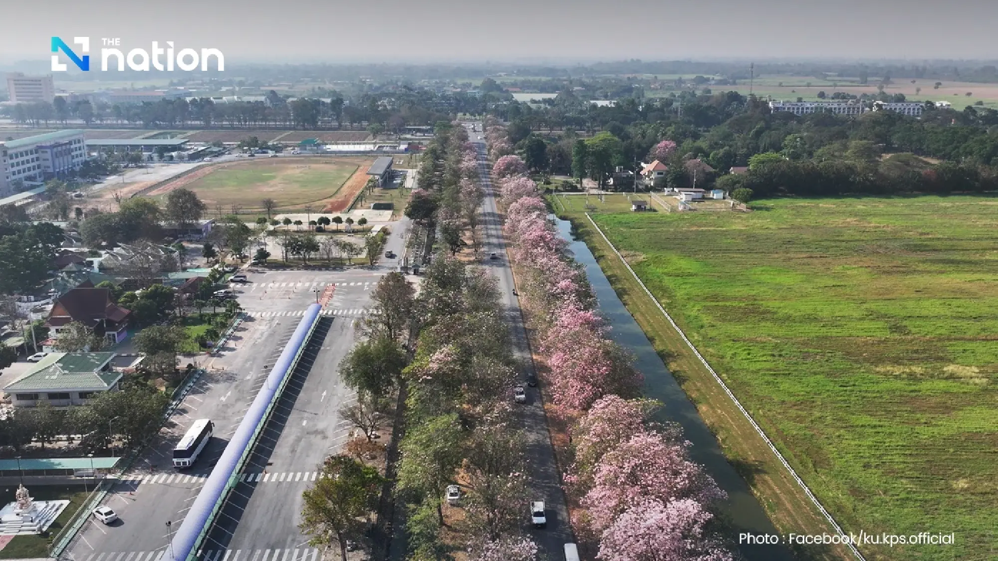 Seeing Pink: Kasetsart’s Iconic ‘Thai Sakura’ Road Prepares for 2026 Peak Bloom