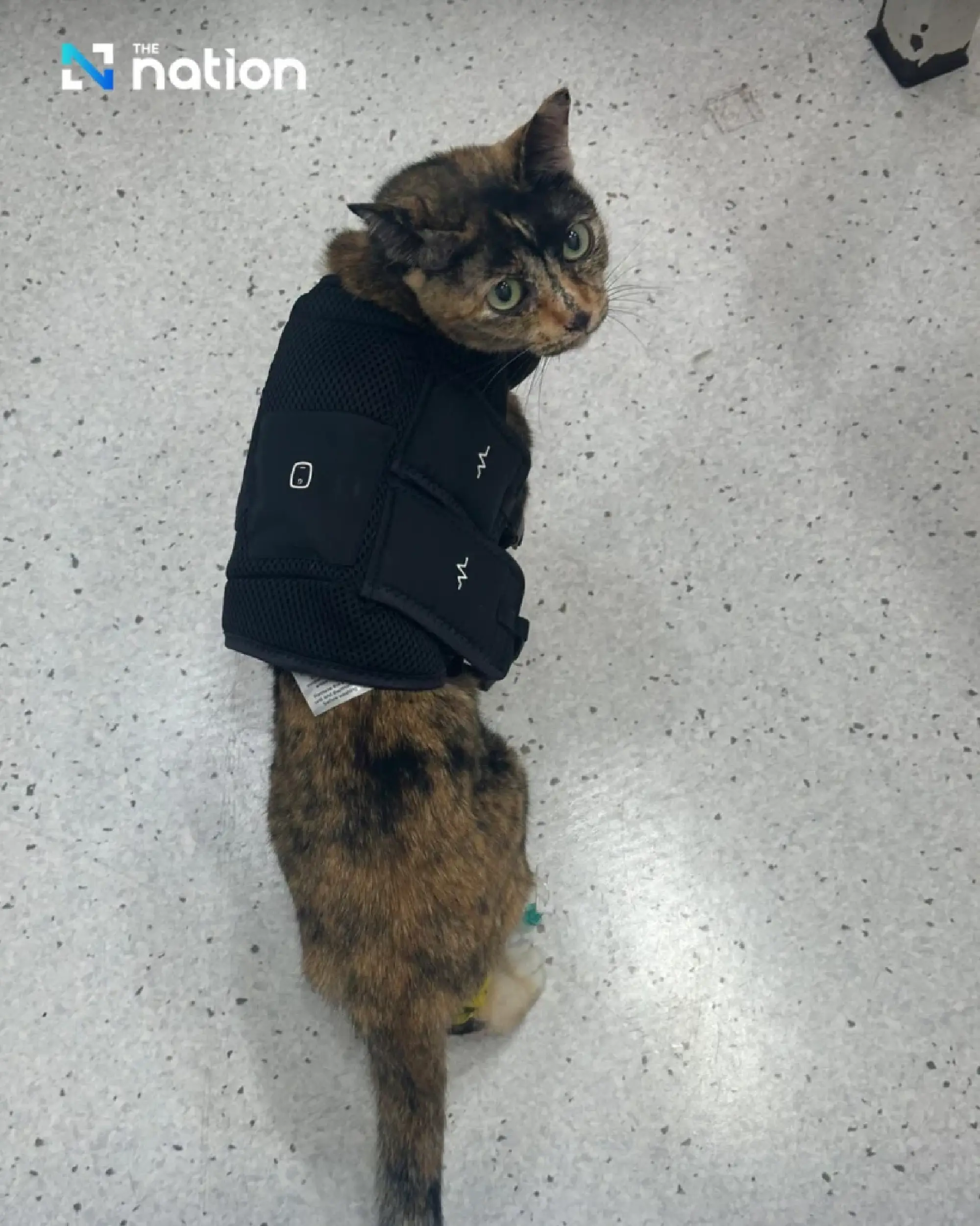 Thai Vets Perform Country's First Feline Pacemaker Implant in Landmark Cardiology Breakthrough