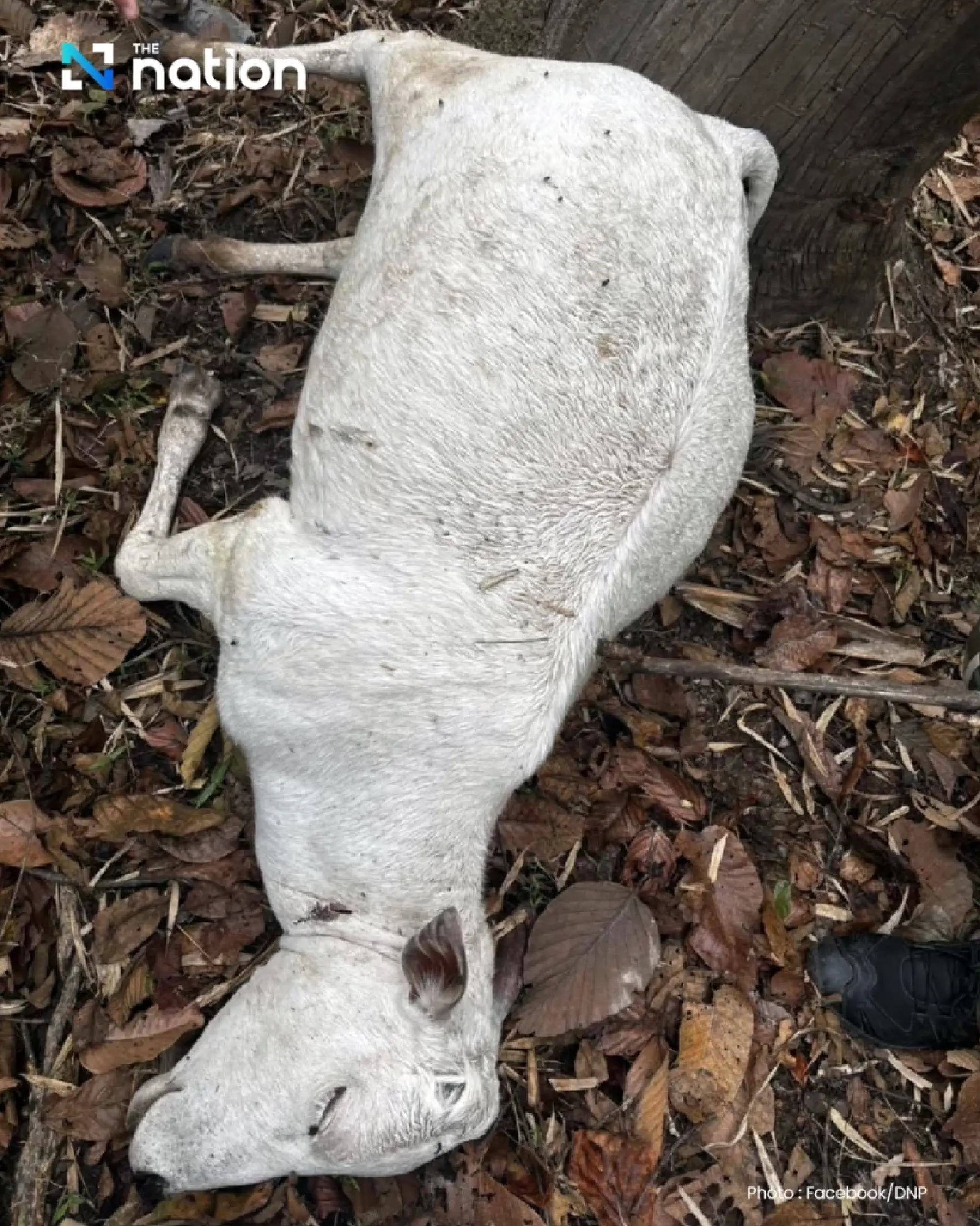 Warning issued in Chiang Mai after tiger kills 3 cows in Doi Inthanon forest