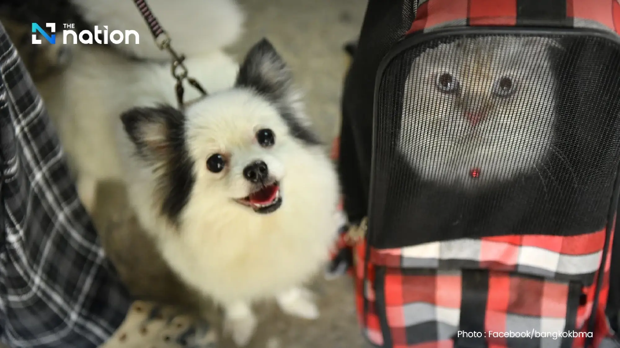 Bangkok to offer free pet microchipping, registration from February 14 via QueQ app
