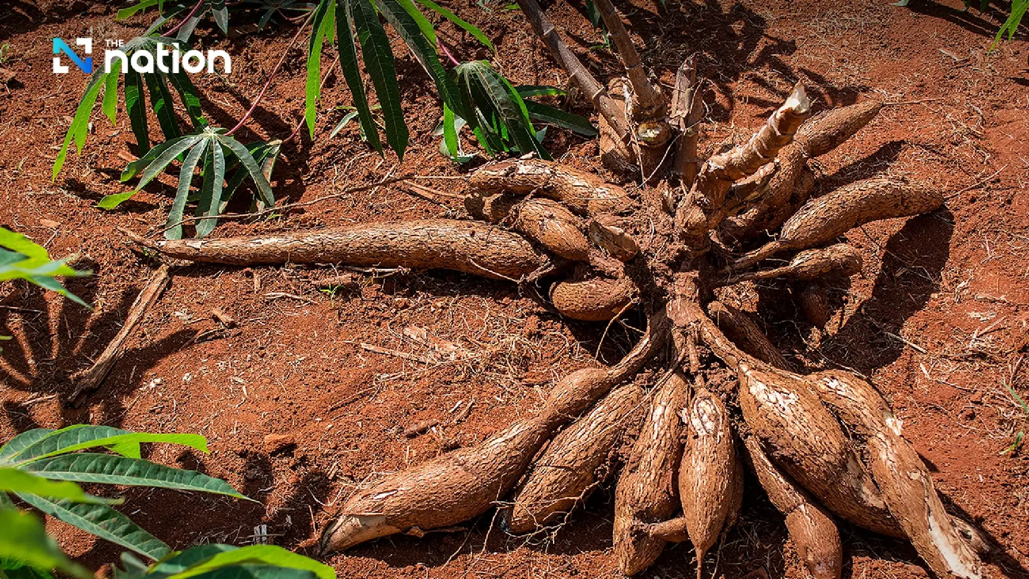 Thailand to Pivot Towards Japan in Major 2026 Cassava Export Drive