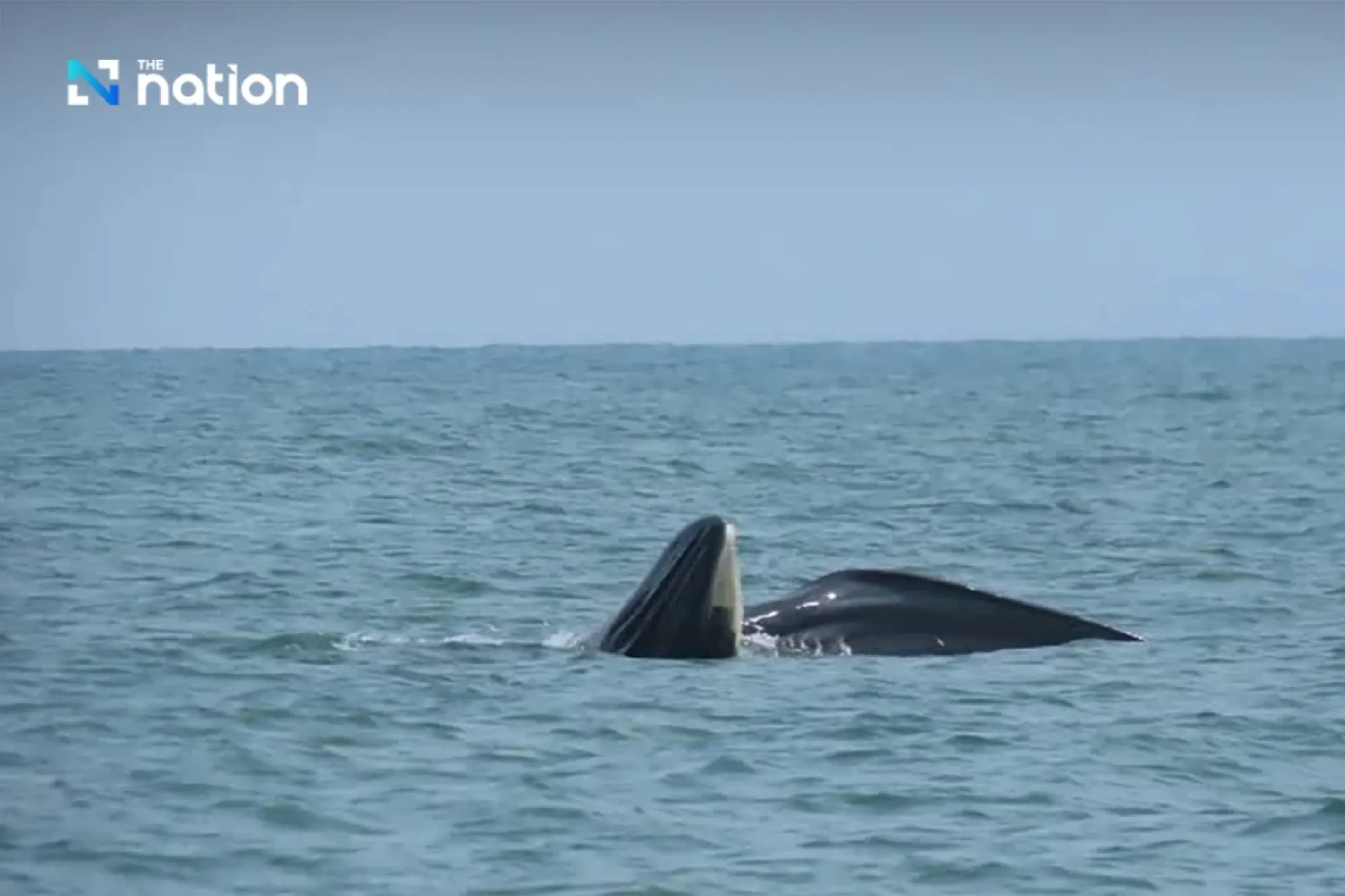 National Parks of Thailand urges action to restore seas on World Whale Day