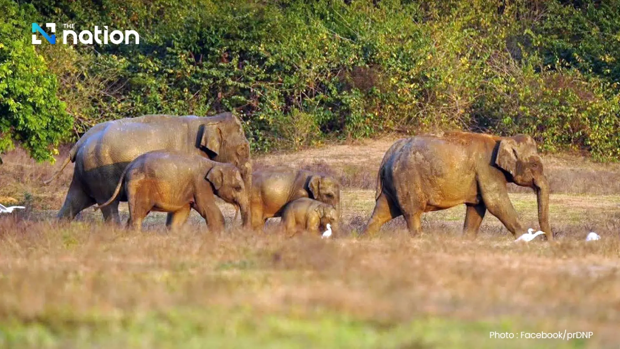 Symbols of Sovereignty: Thailand Honours National Icon on National Elephant Day