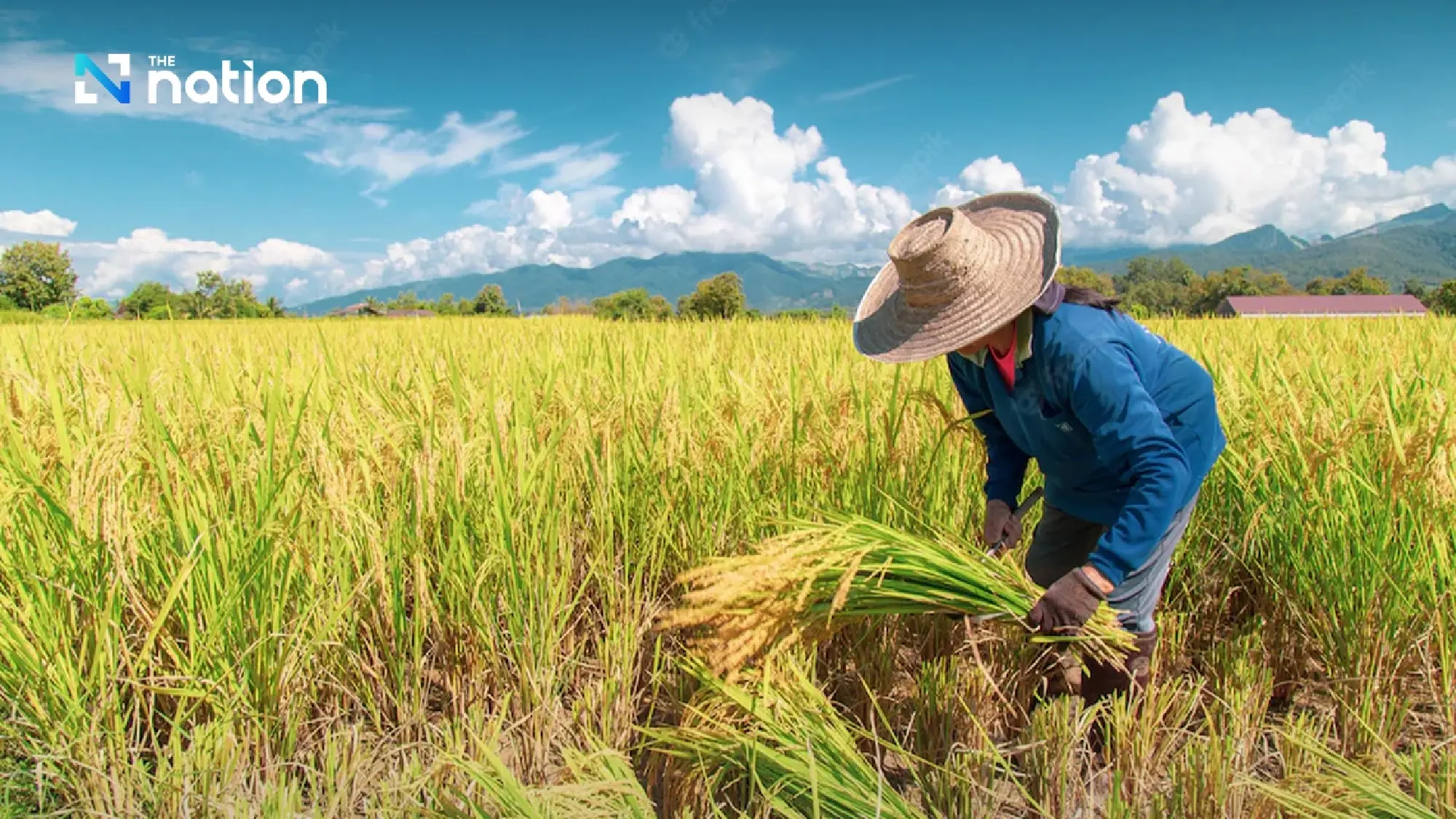 Global Rice Prices Stagnate as Indian Surplus Offsets War Risks