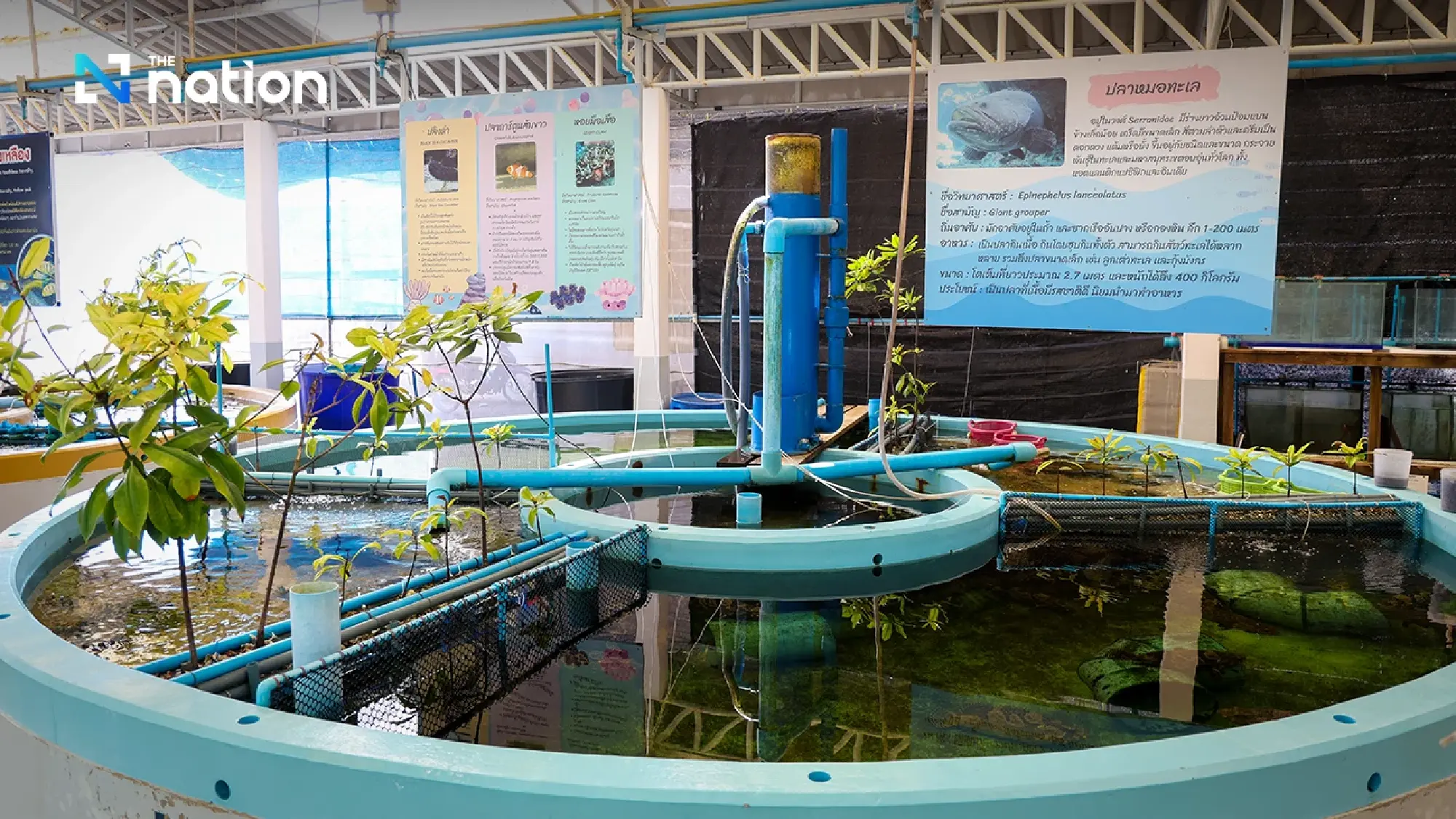 Phetchaburi marine farm showcases Queen Mother’s sustainable legacy