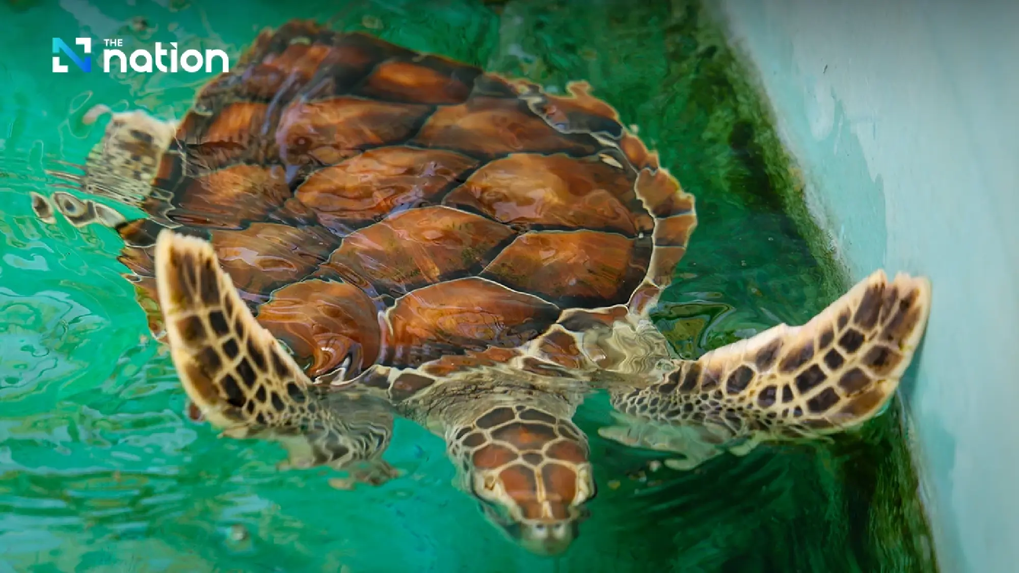 Phetchaburi marine farm showcases Queen Mother’s sustainable legacy