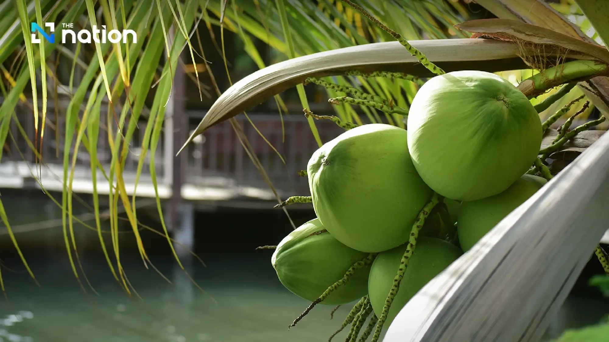Thai Ministry to Confront 20 Firms Over Coconut Price Crisis