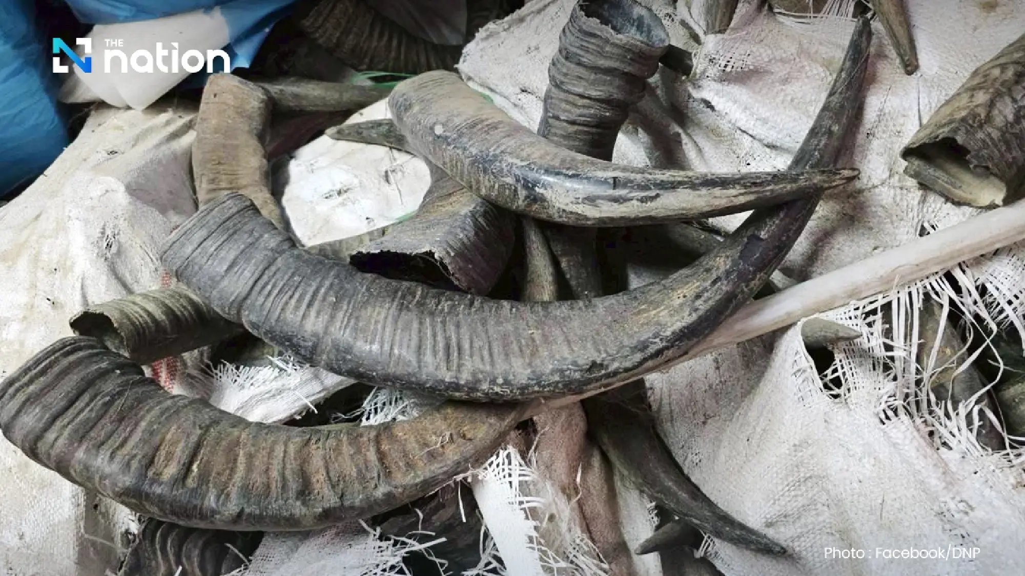 Officials seize 124,000 dried geckos in Pathum Thani warehouse raid