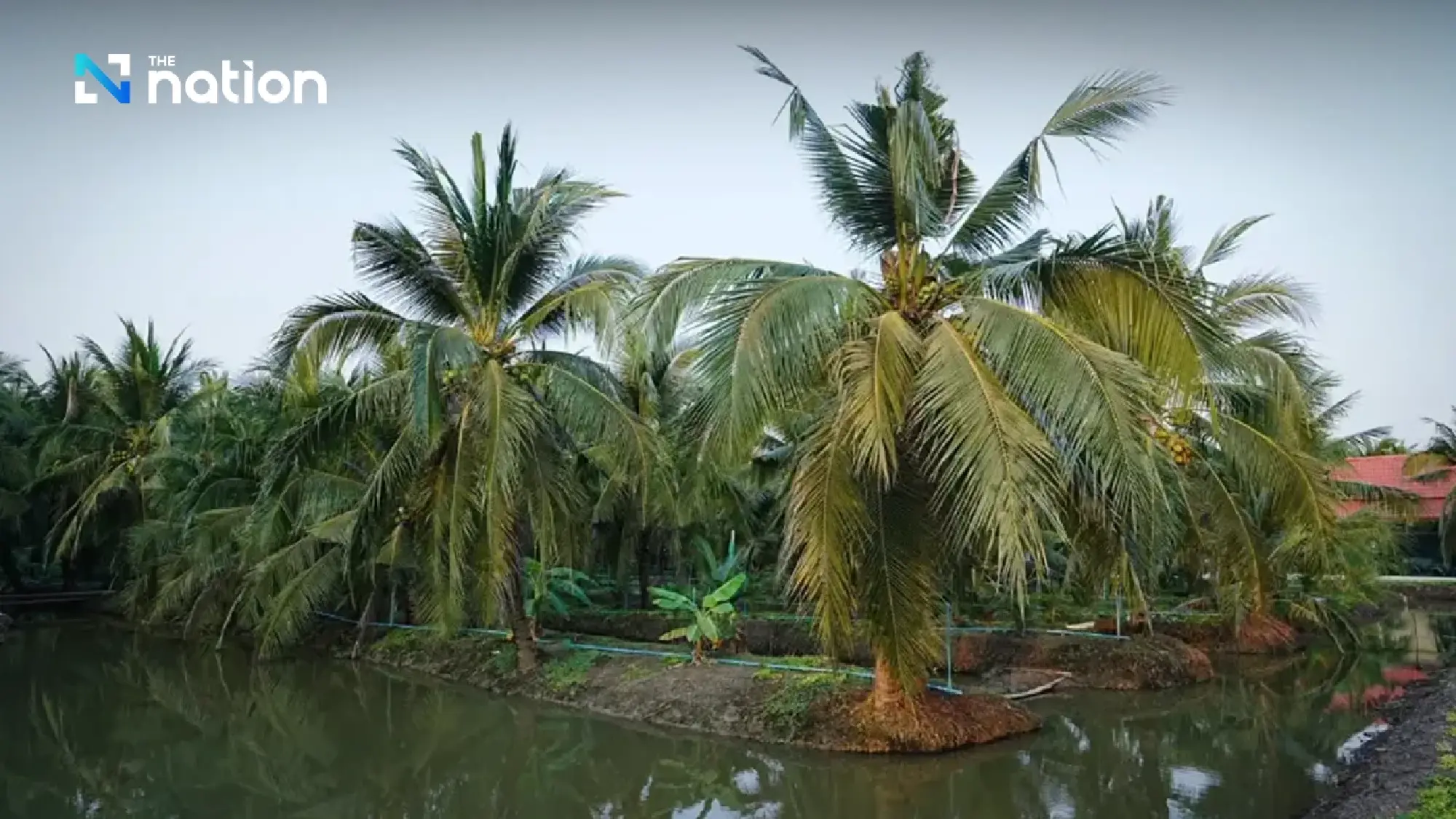 Thai Ministry to Confront 20 Firms Over Coconut Price Crisis
